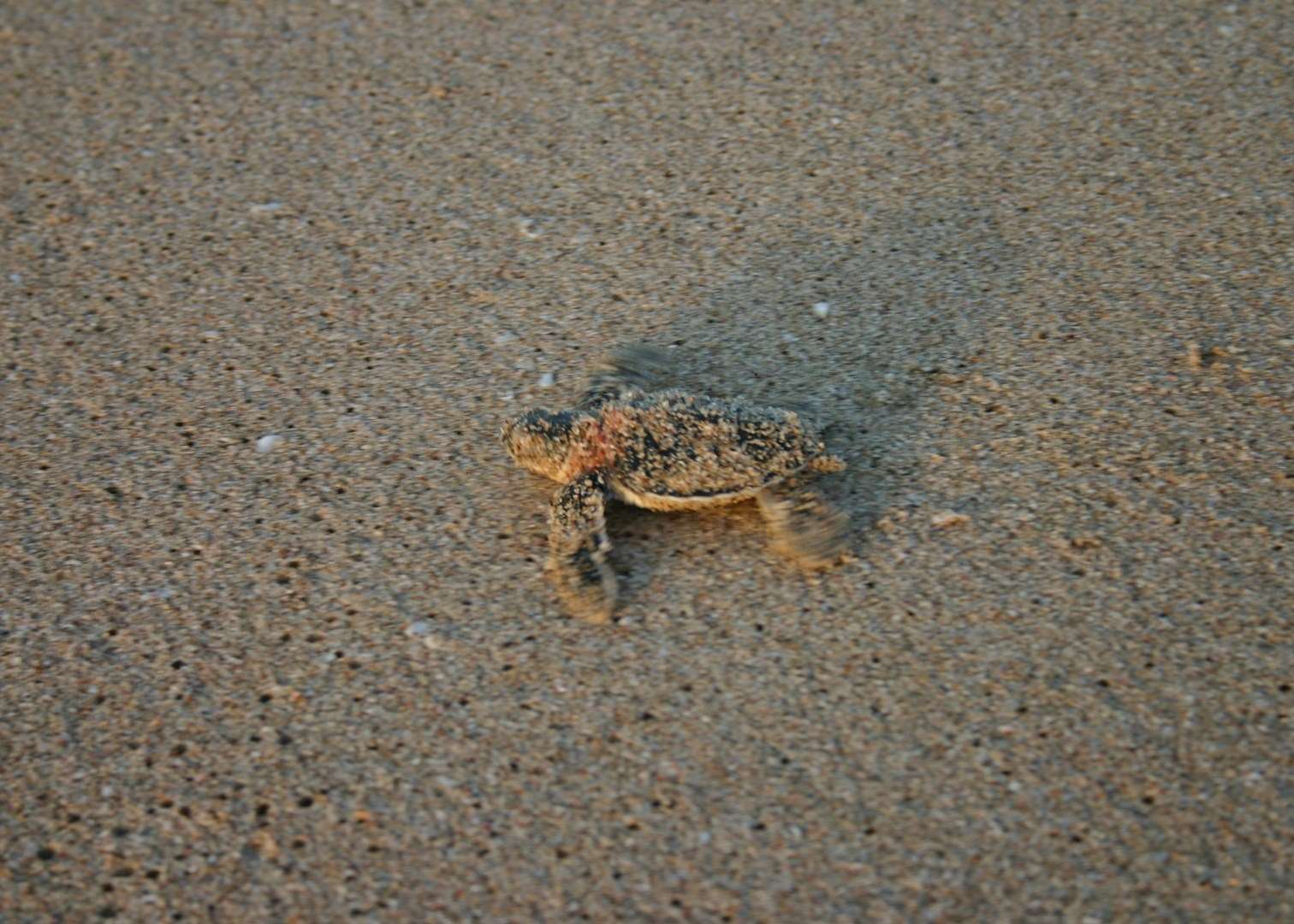 Ras Al Jinz Beach, Oman Ras Al Jinz Beach, Oman