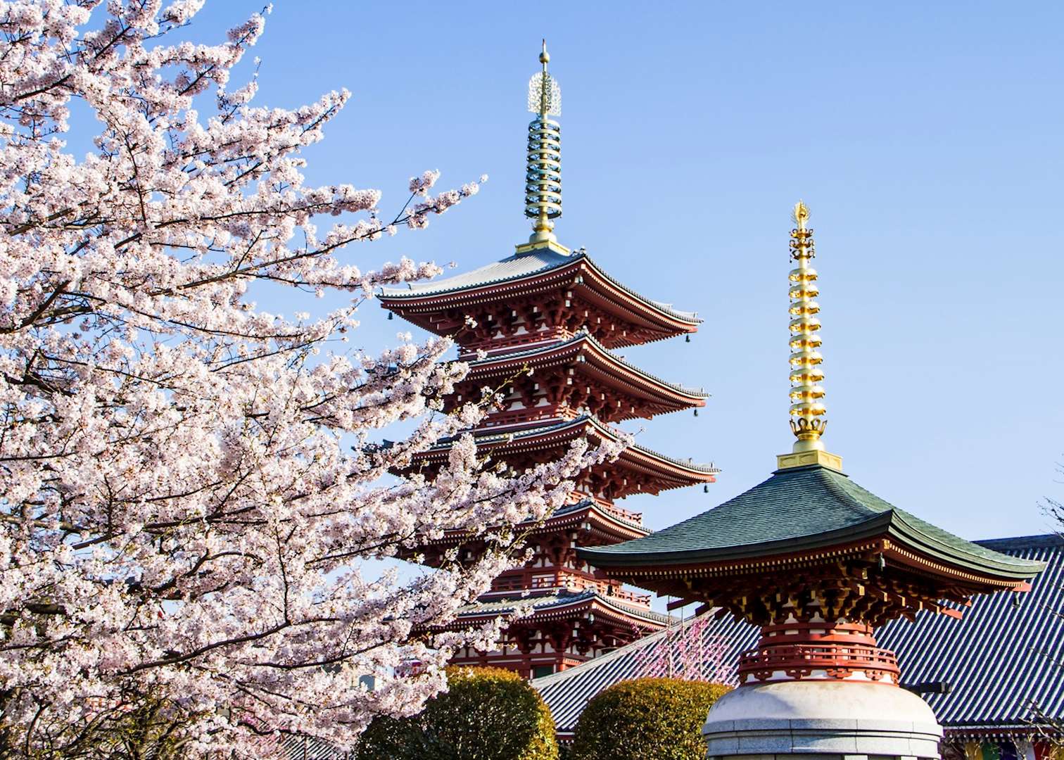 Cherry blossom, Tokyo