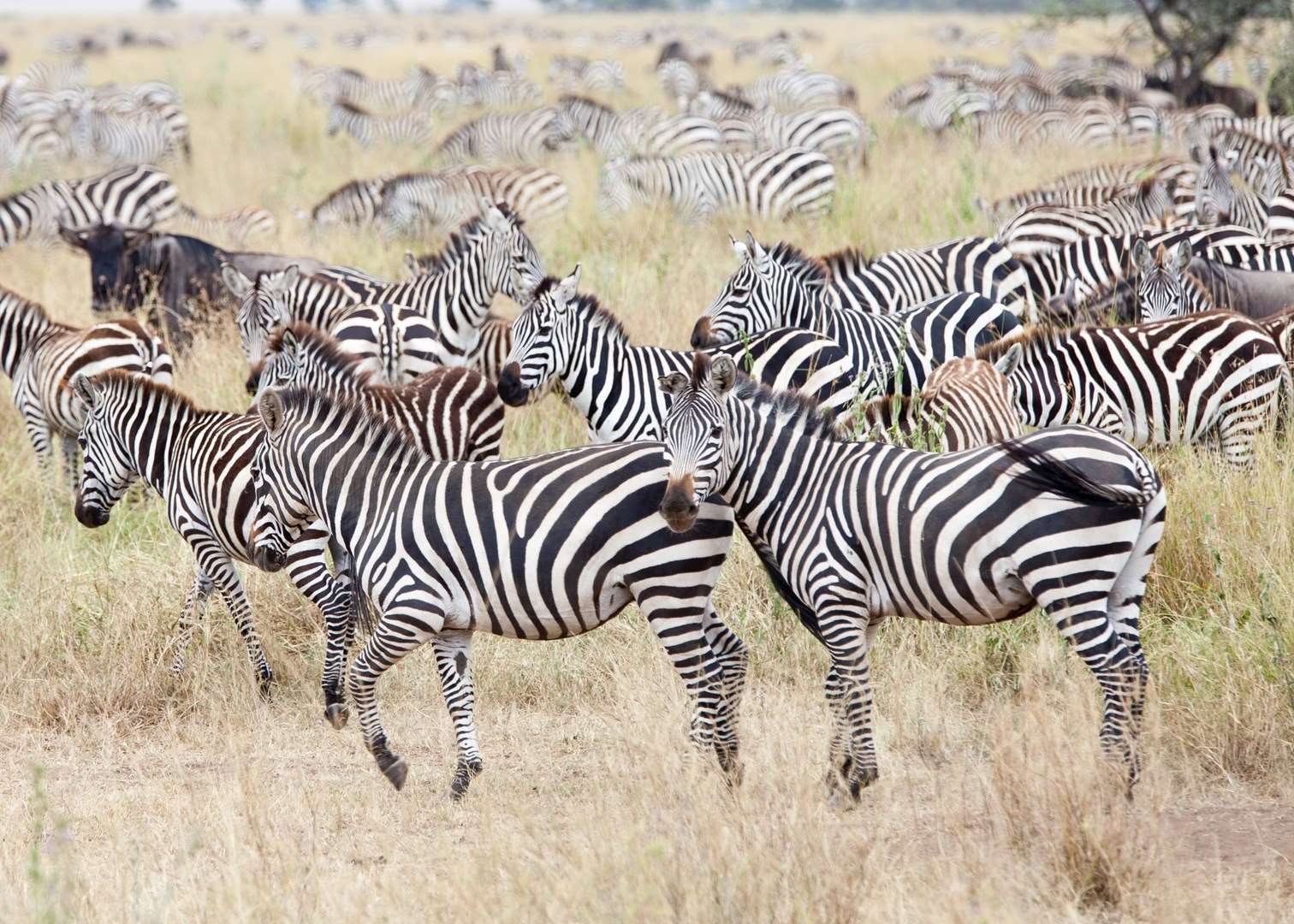 Zebra herd