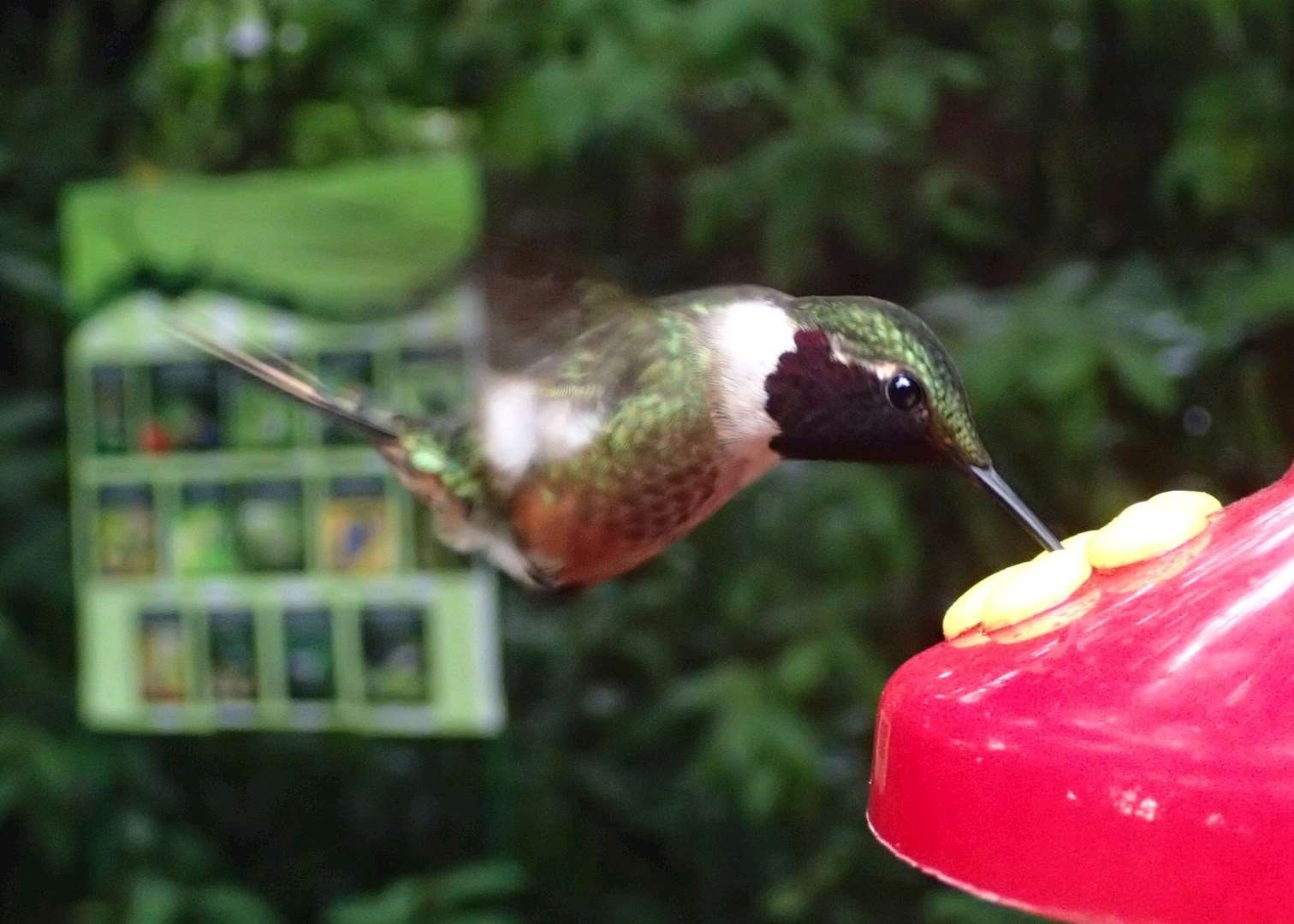 Humming Bird at Feeder, Monteverde