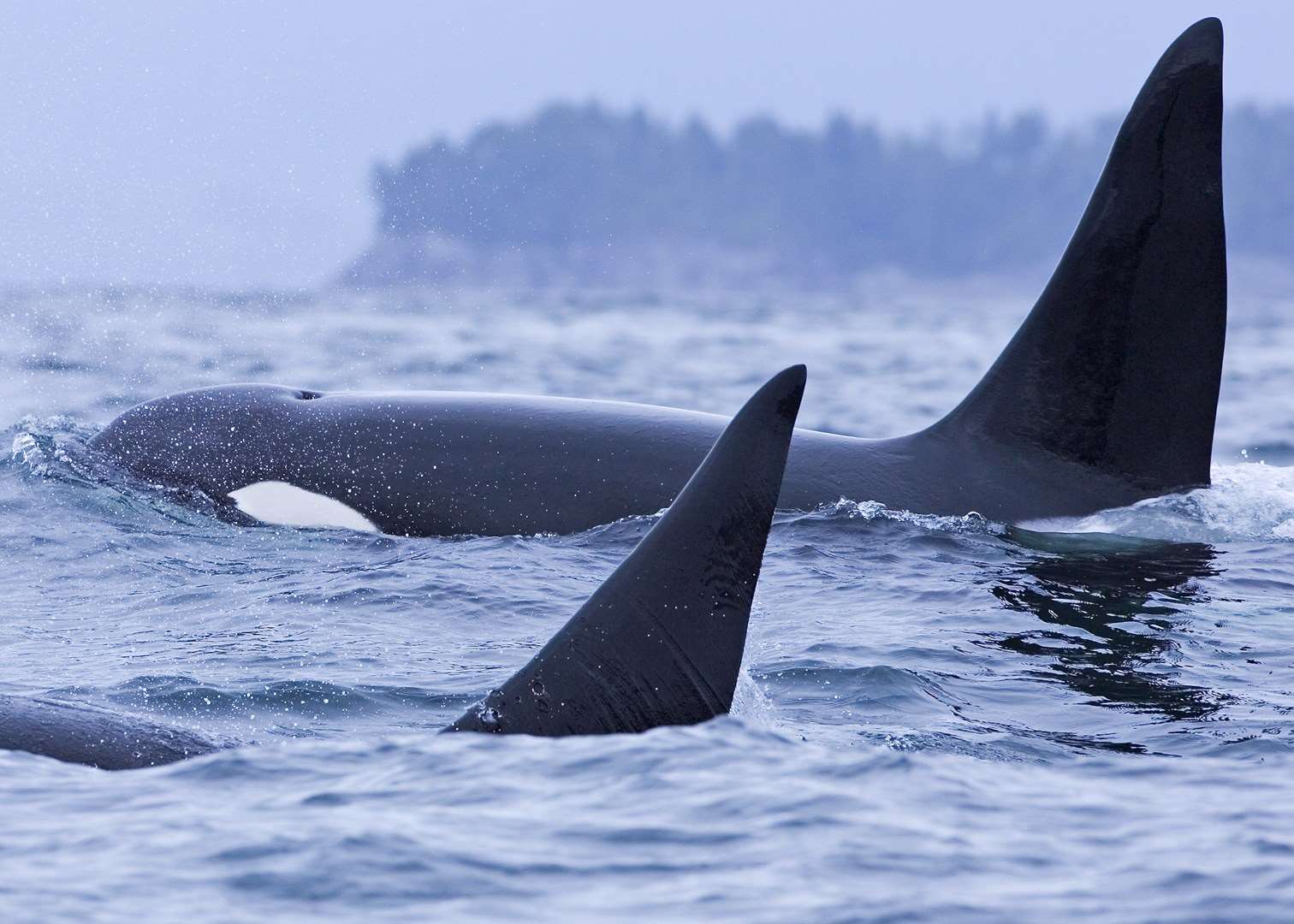Orcas off the coast of Vancouver Island