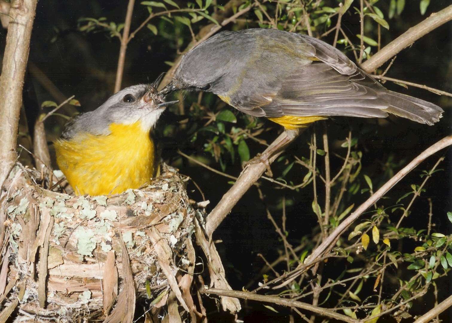 Yellow robins feeding, Cape Otway Conservation Centre