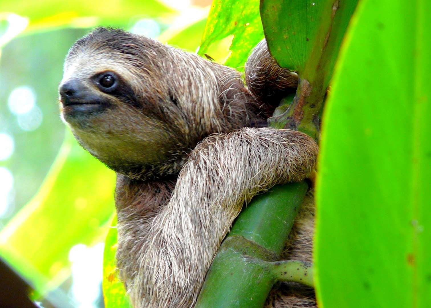 Sloth, Costa Rica