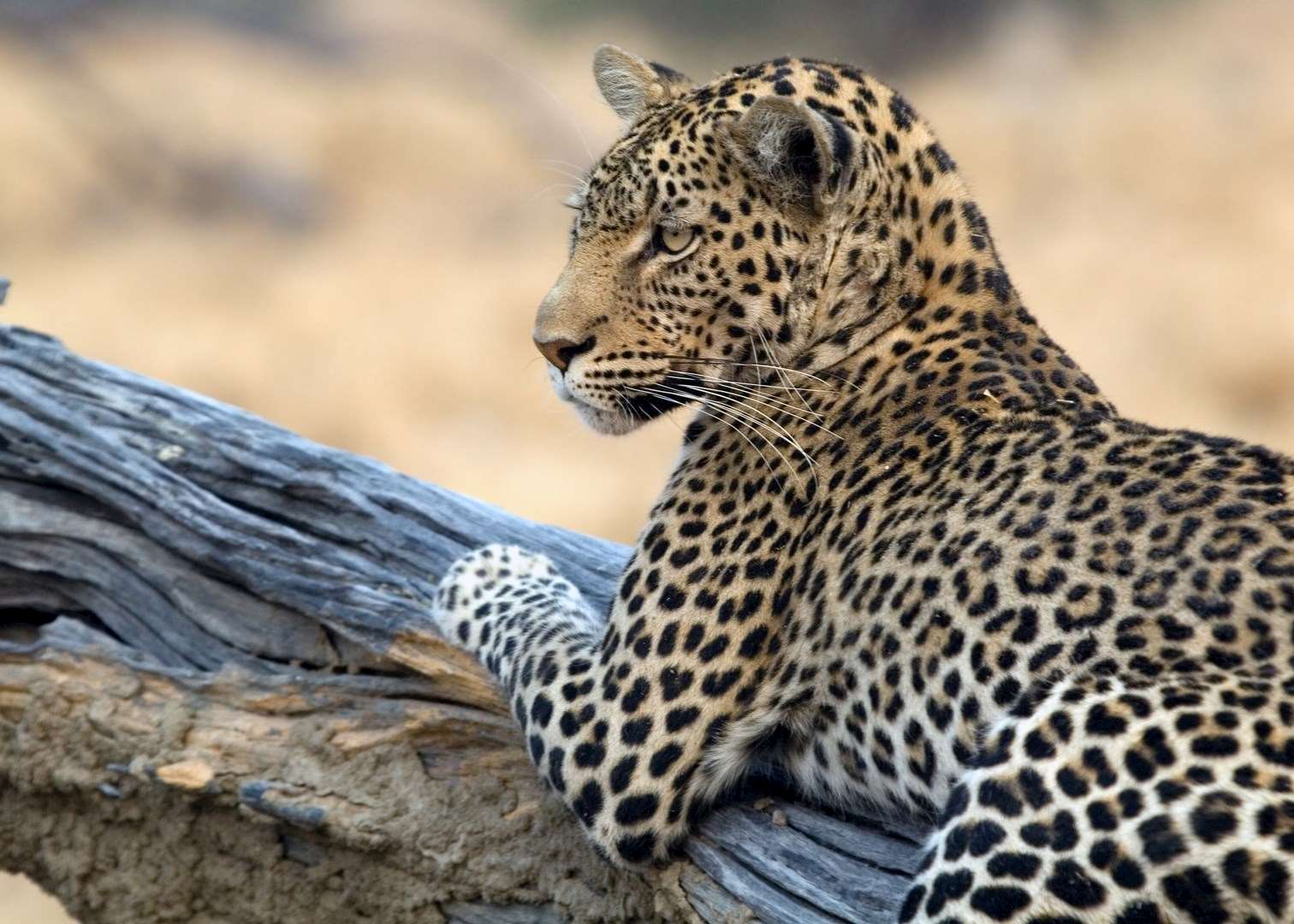 Leopard relaxing on a fallen tree