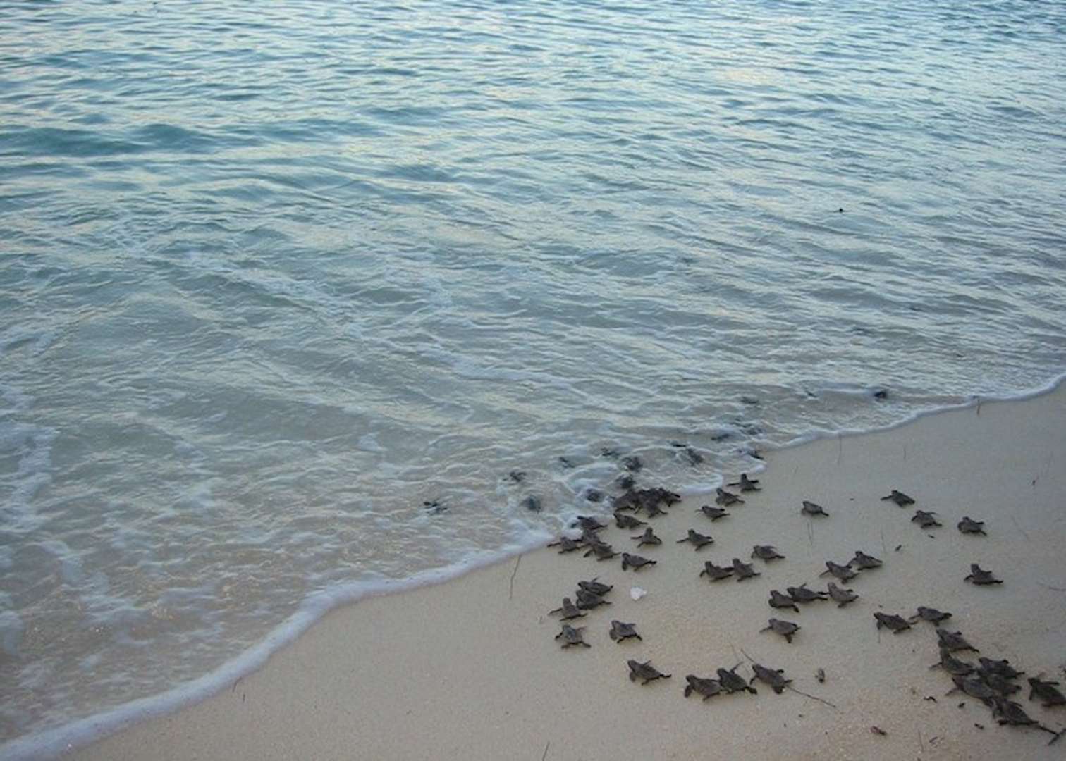 Turtles on Nosy Iranja Turtles on Nosy Iranja