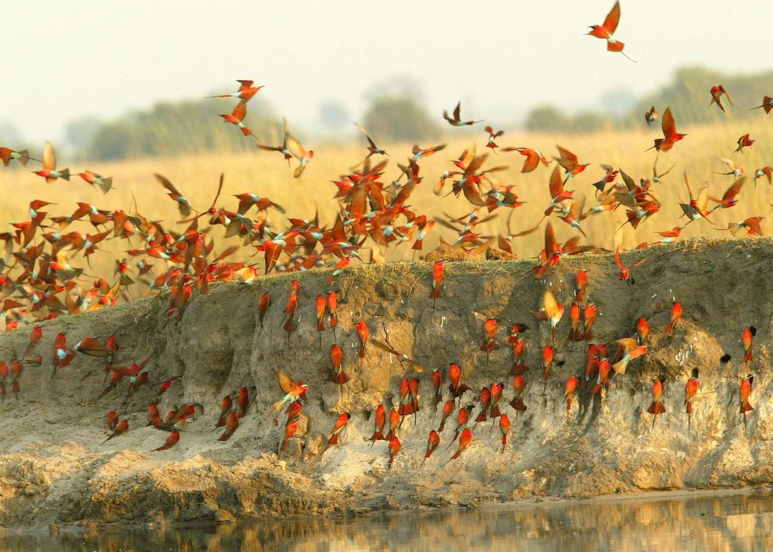 Carmine bee-eaters