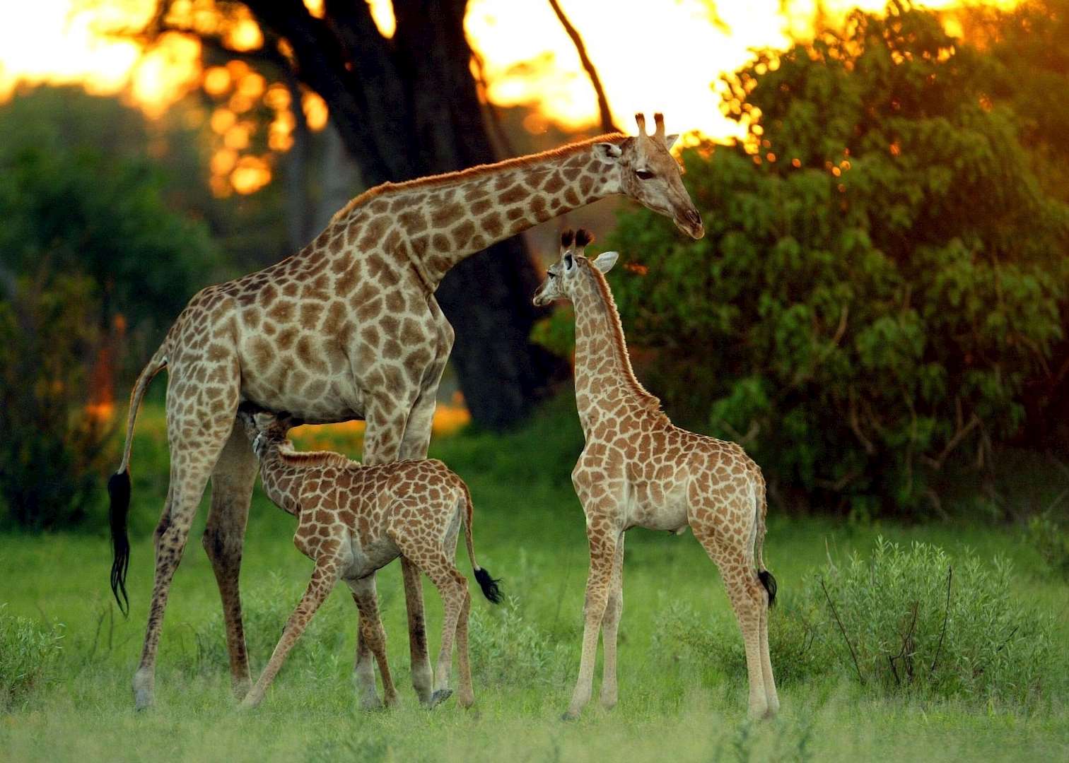 Giraffe with young