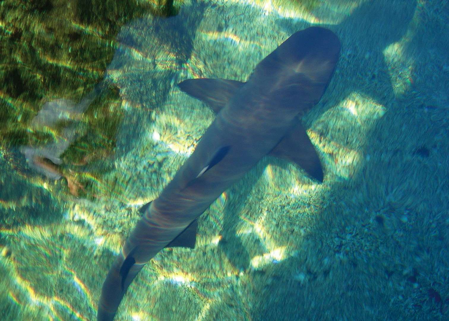 White tip reef shark, Galapagos Islands
