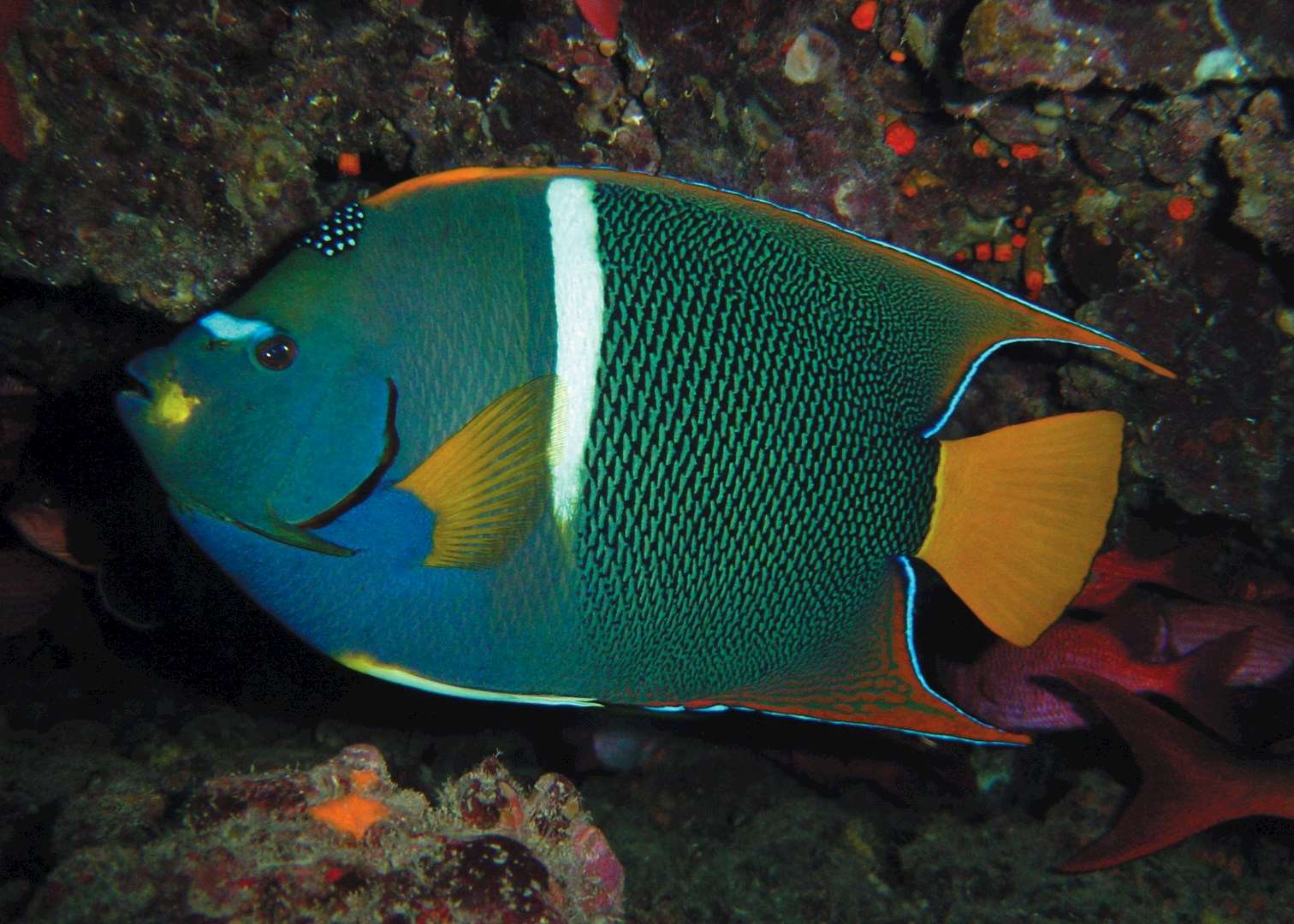 Half-moon angelfish, Galapagos Islands