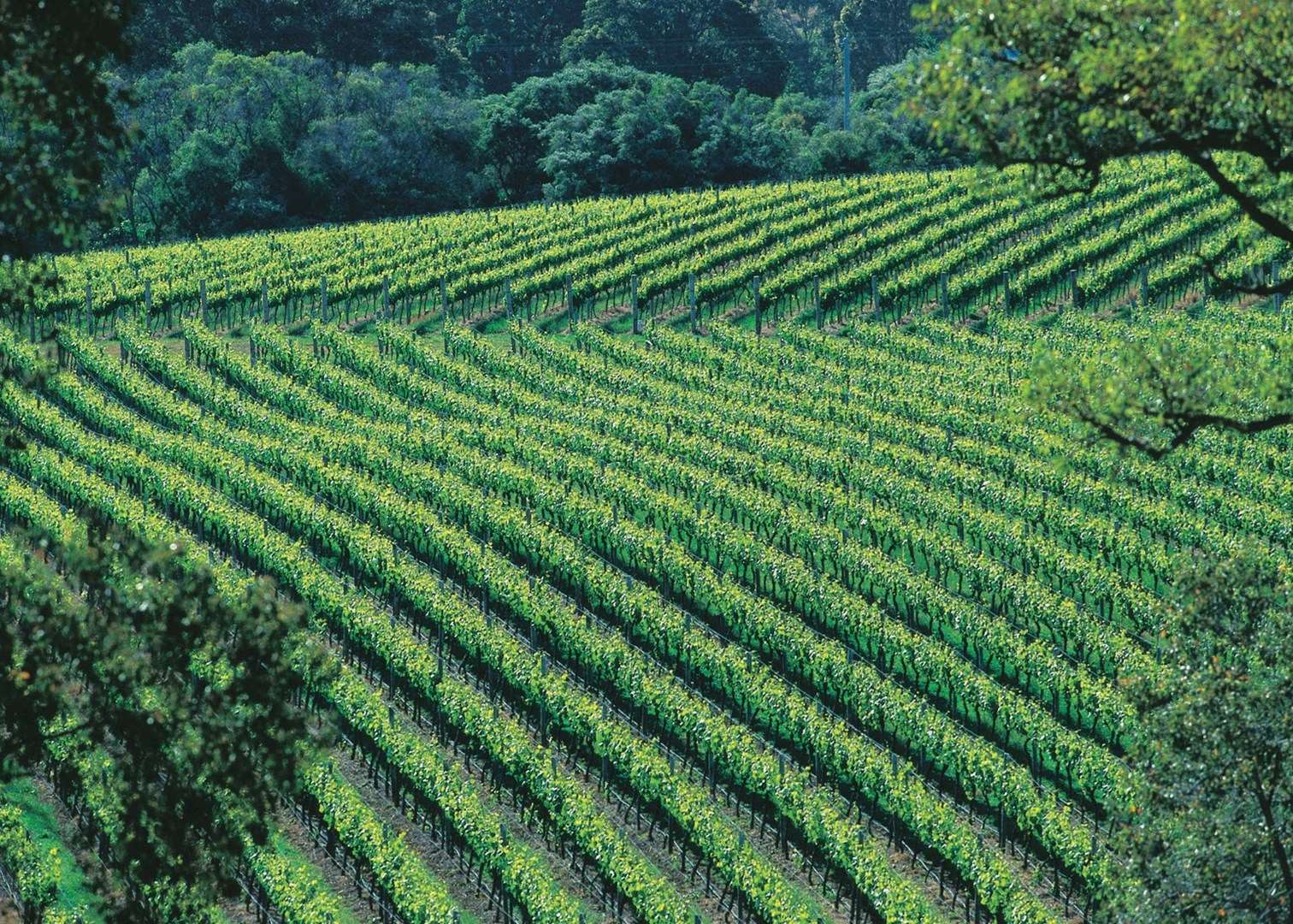 Vineyards, The Margaret River region