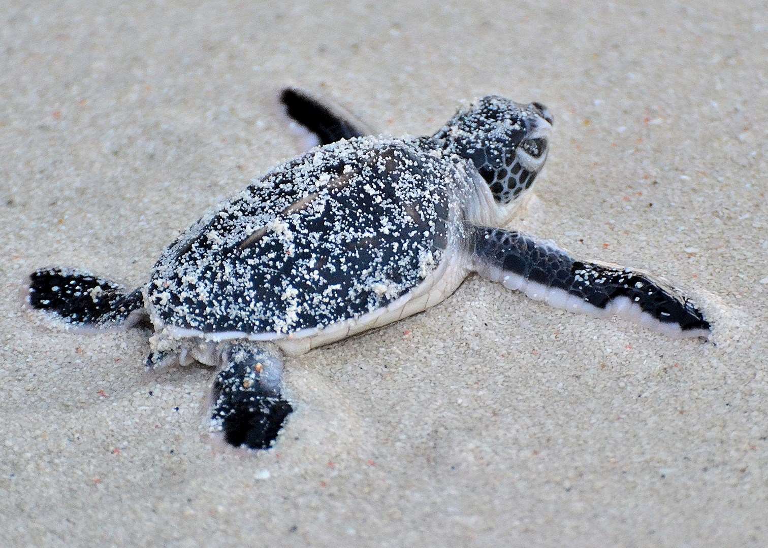 Turtle hatchling, Mataking Island Turtle hatchling, Mataking Island