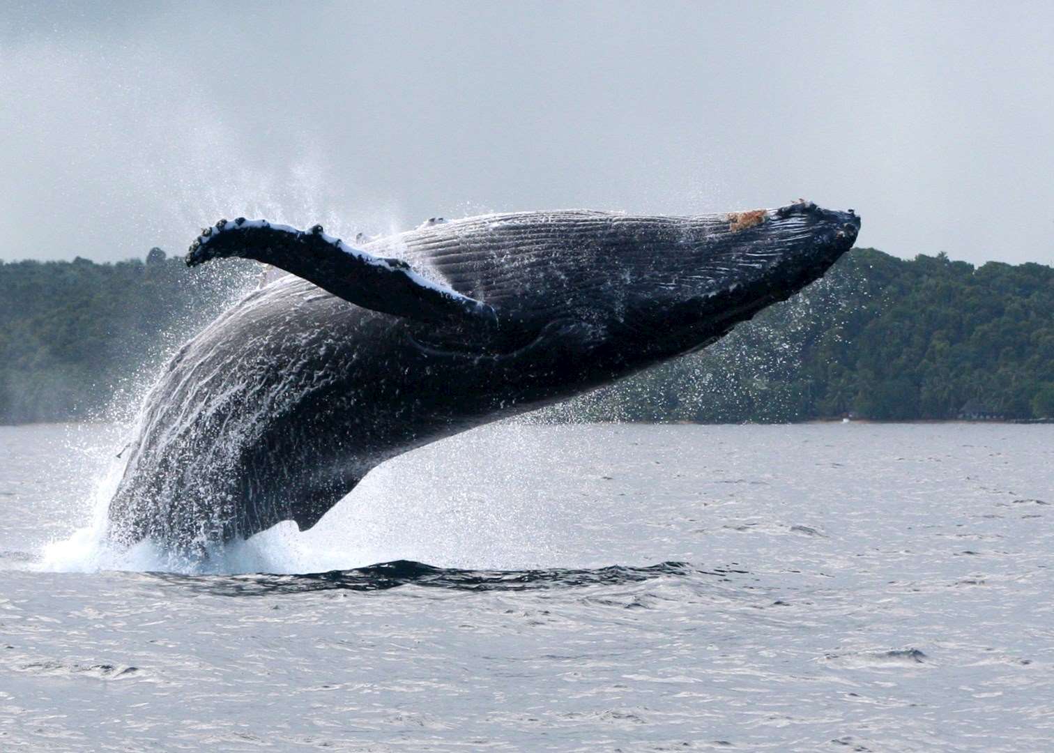 Humpback whale off the coast of Ile Ste Marie