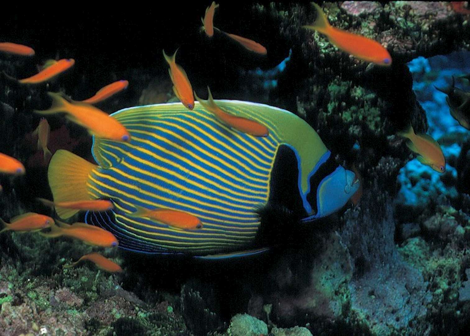 Bazaruto's reefs are rich in fish life