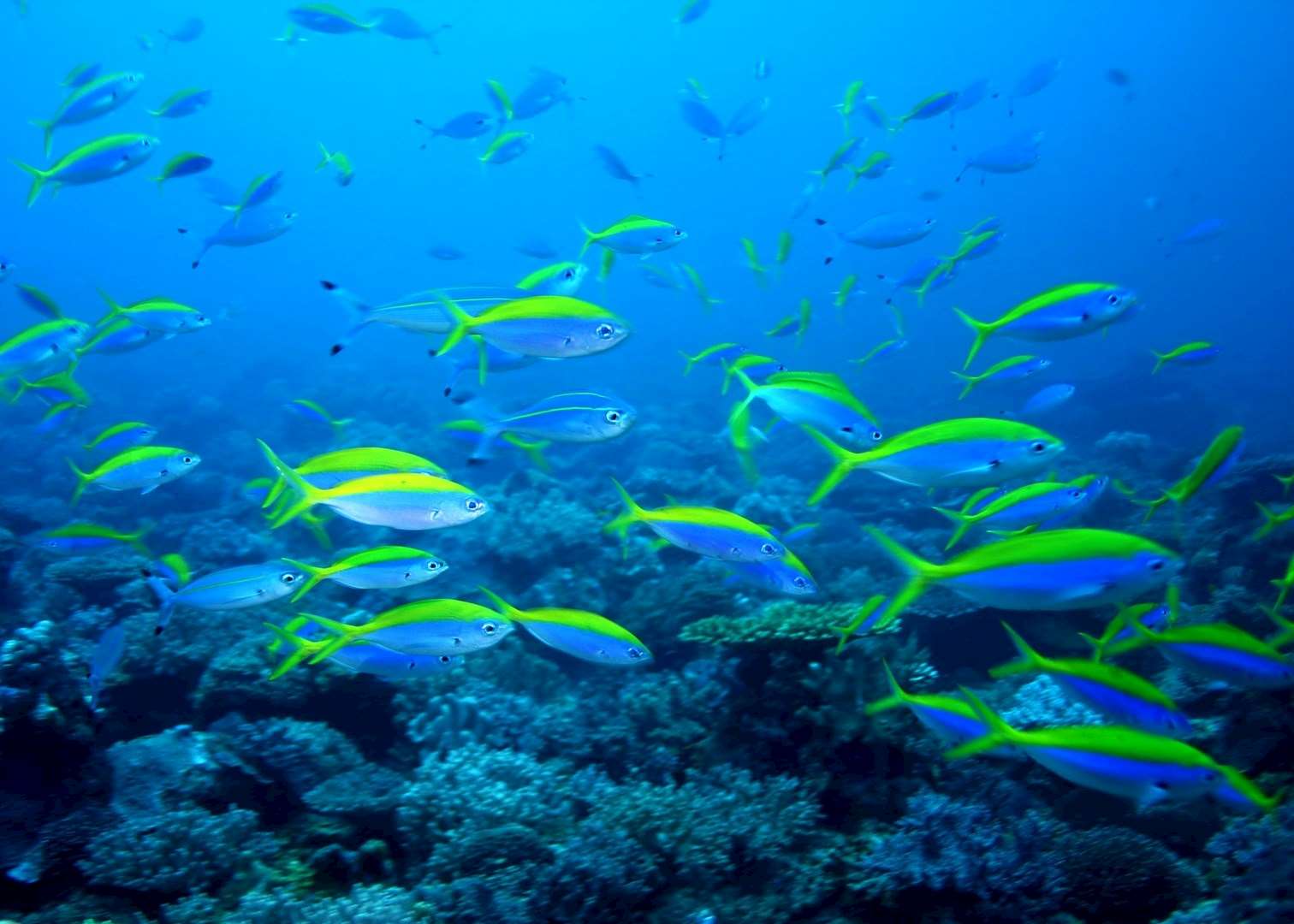Reefs of the Quirimba Archipelago