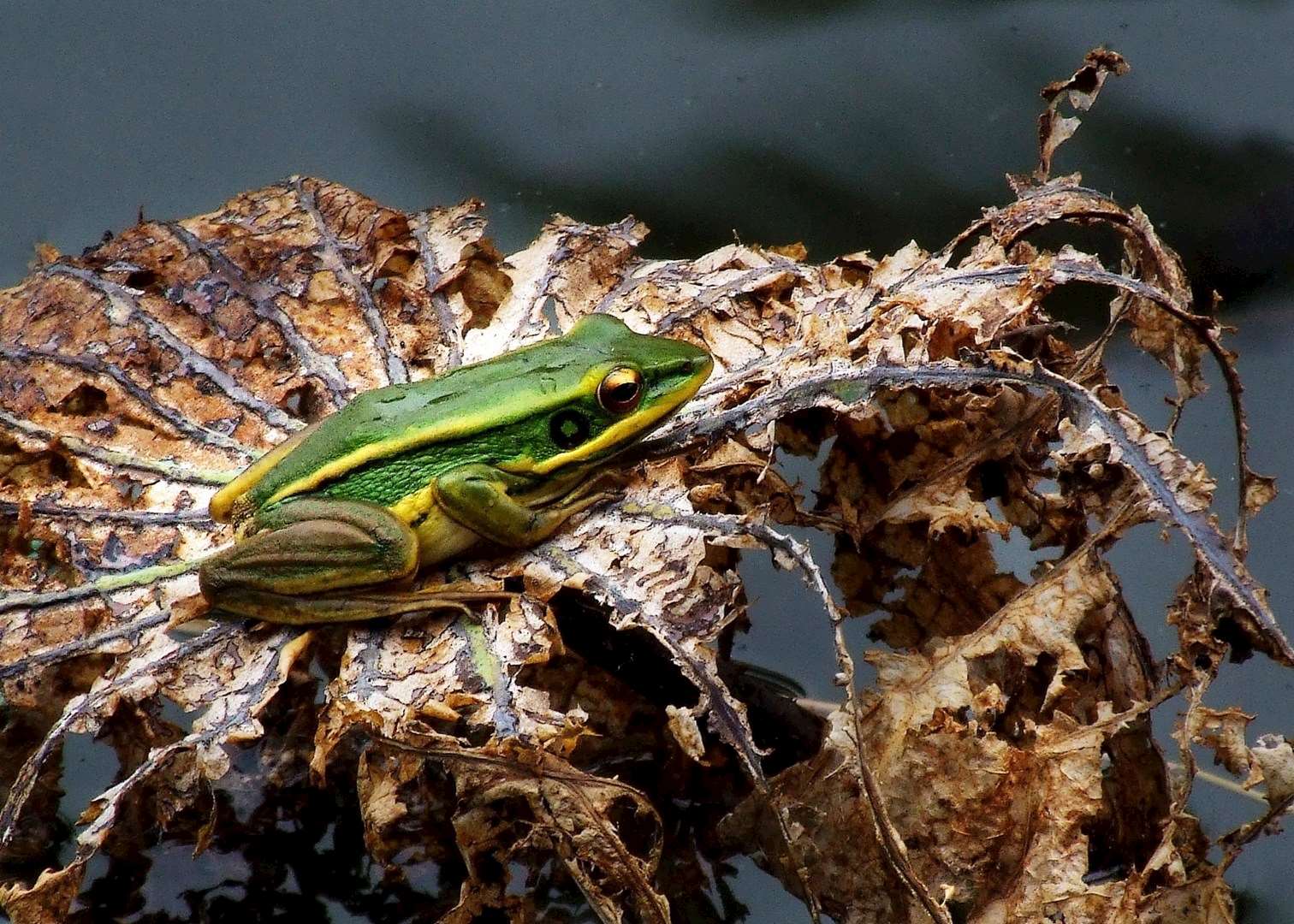 Frog, Kaeng Krachan national park