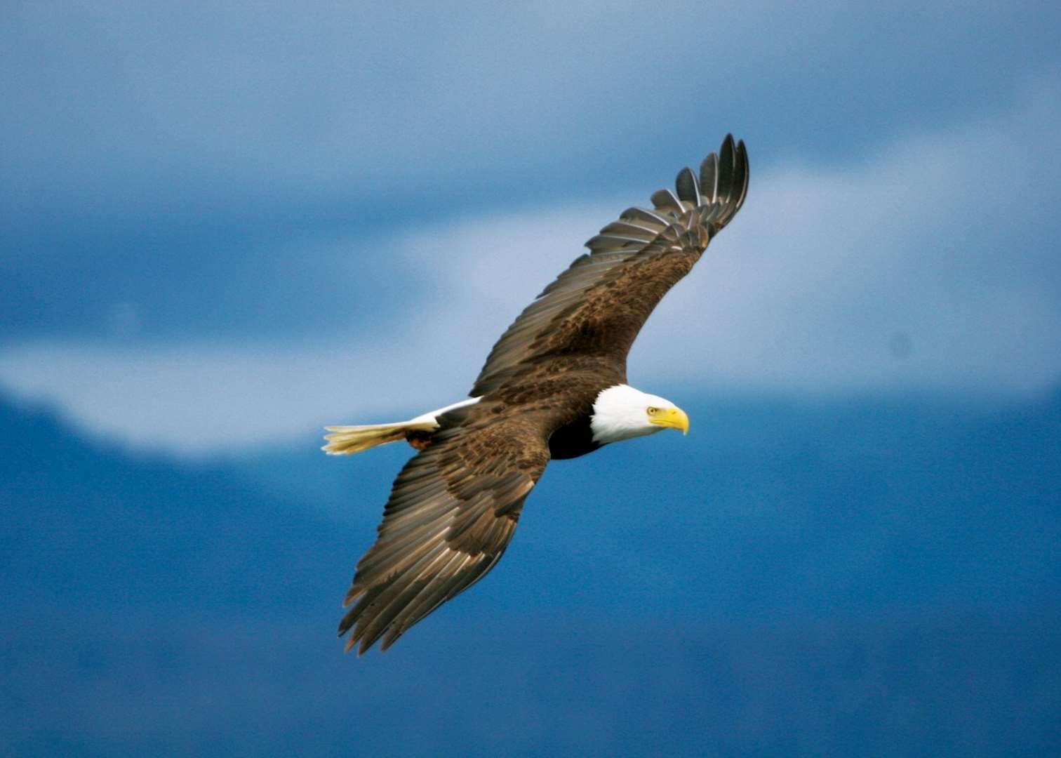Bald Eagle