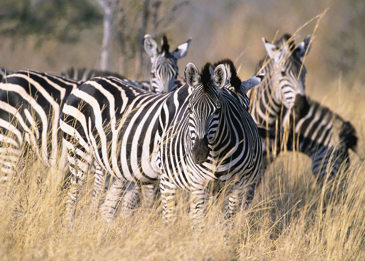 Zebra in Mudumu and Mamili National Park, Namibia