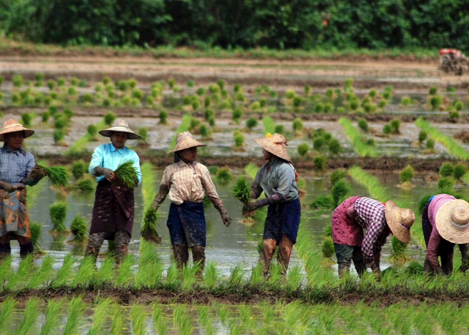 Workers in rice fields have a catch up, Burma (Myanmar)