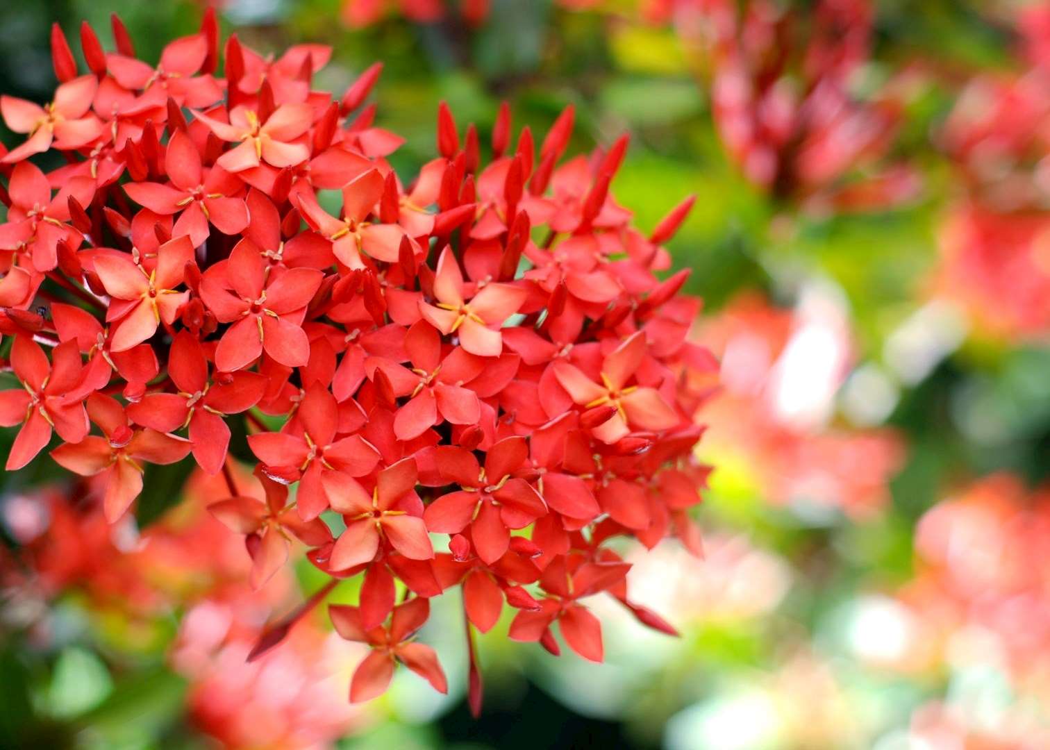 Flowers of all colours line the Summer Palace at Bang Pa-In, Ayuthaya