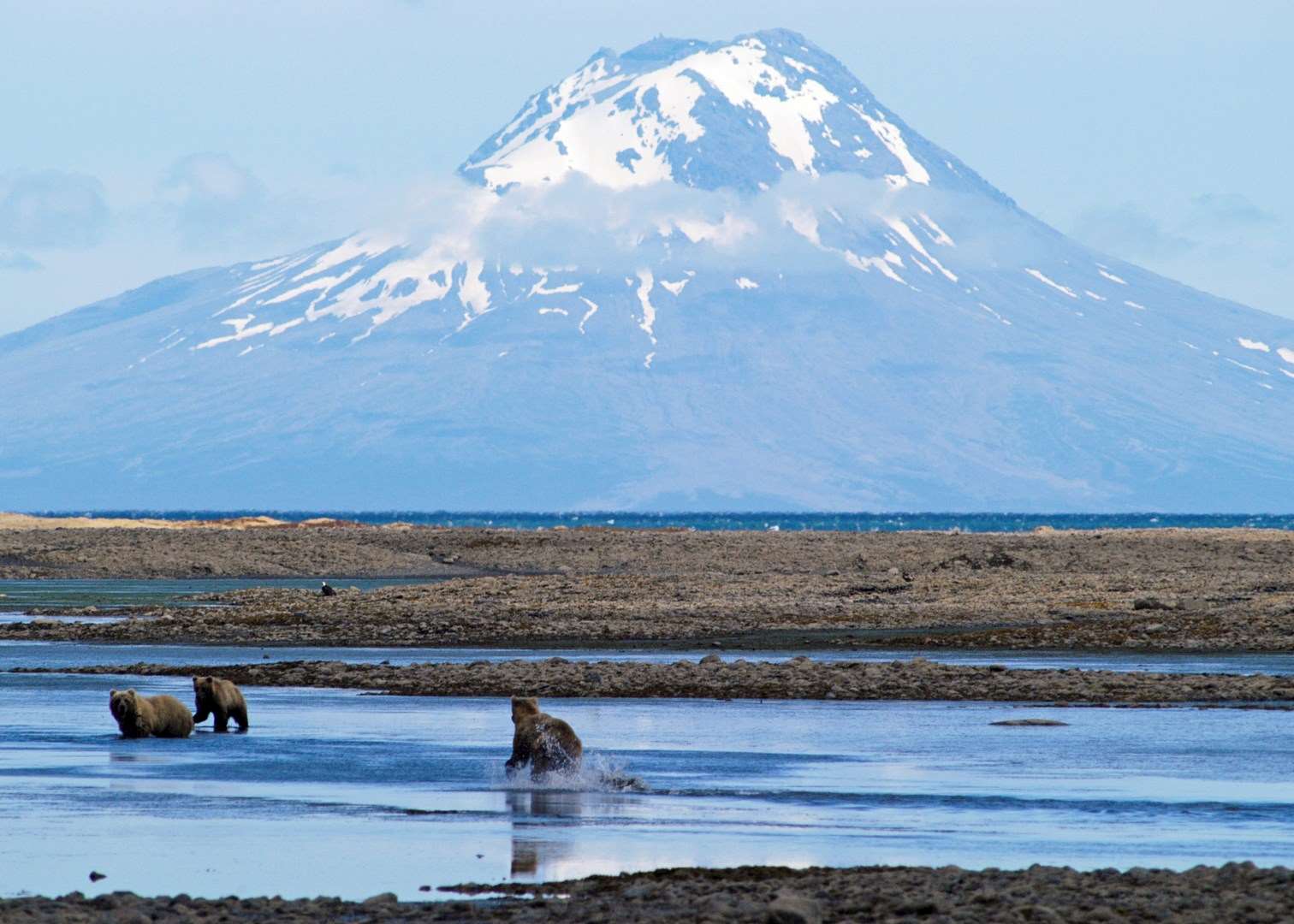 Grizzly bears in Katmai National Park, Alaska