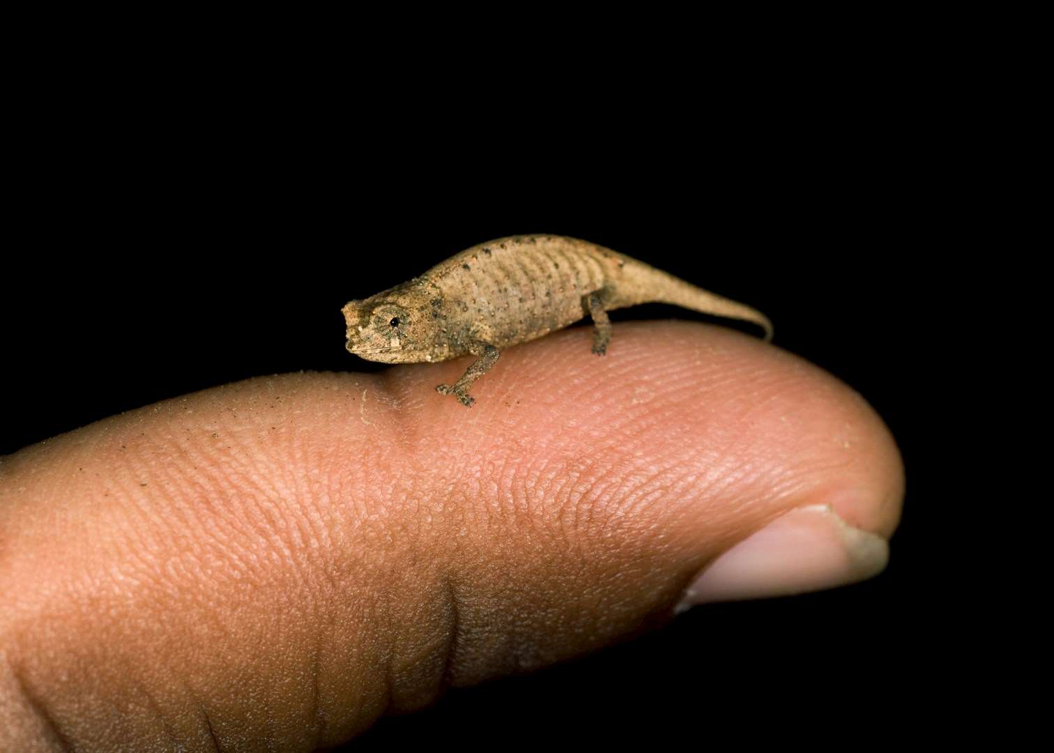 Chameleon, Amber Mountain National Park (Montagne D'Ambre), Madagascar