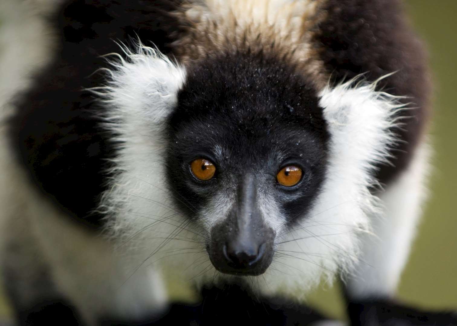 Black and white ruffed lemur, Madagascar