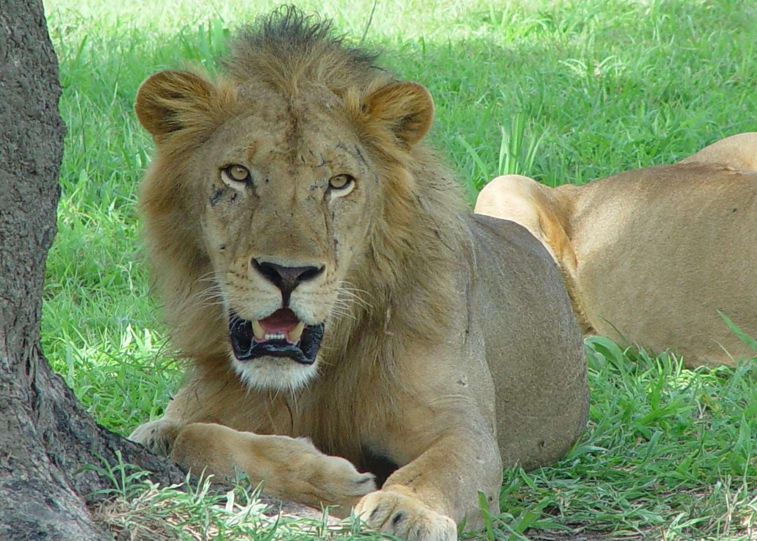 Lion in the Selous Game Reserve