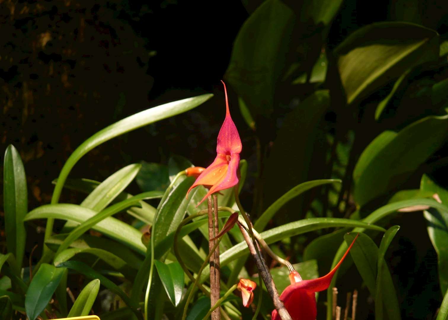 Orchid Gardens