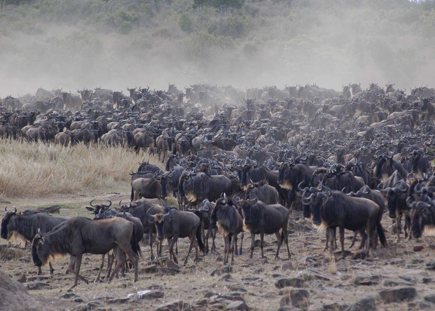 Wildebeest congregating for a river crossing