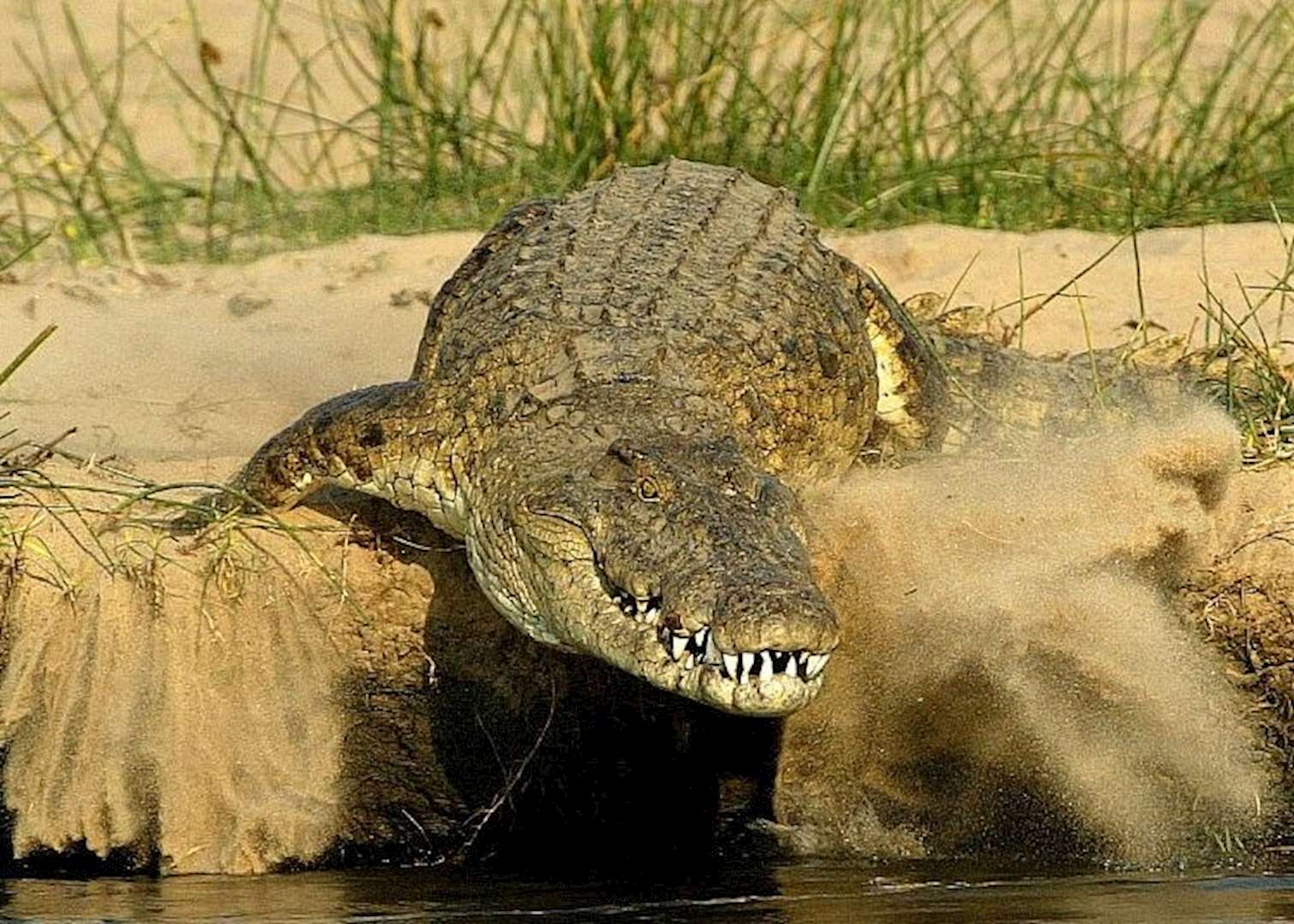 Crocodile on the banks of the Zambezi