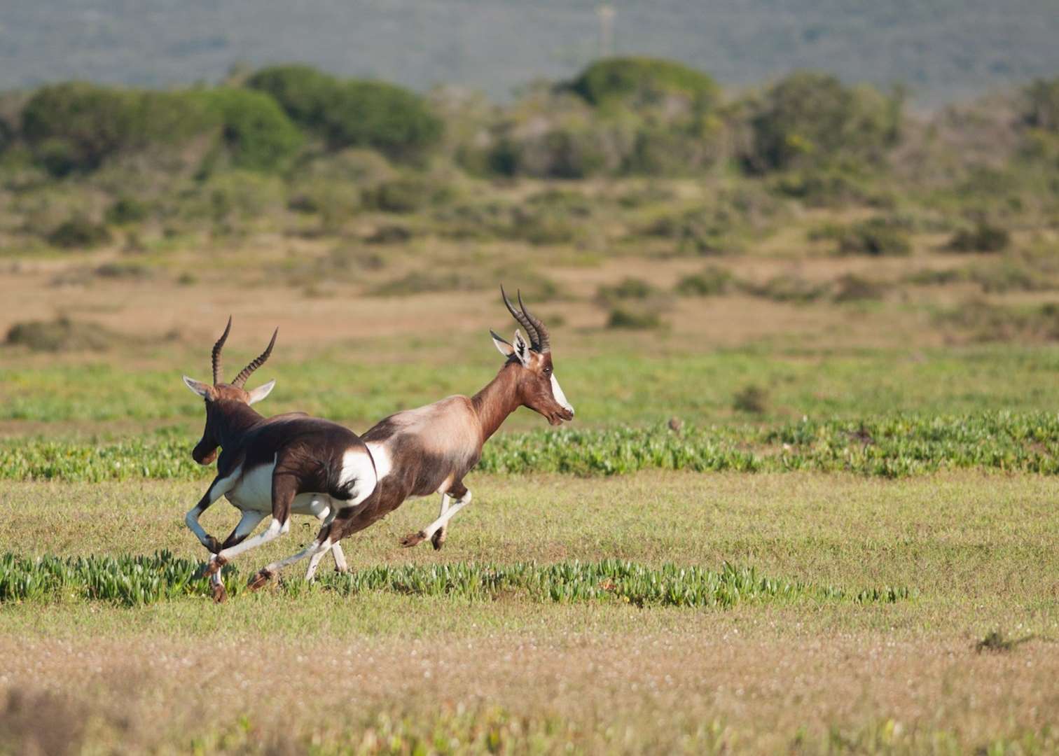 Visit De Hoop Nature Reserve, South Africa Audley Travel Visit De Hoop Nature Reserve, South Africa Audley Travel