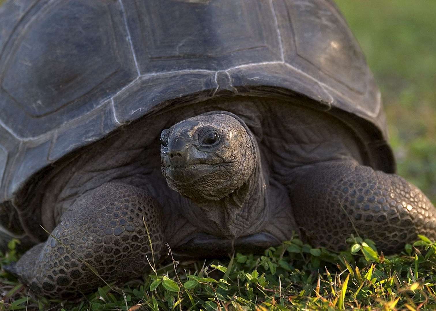 Giant tortoise, North Island