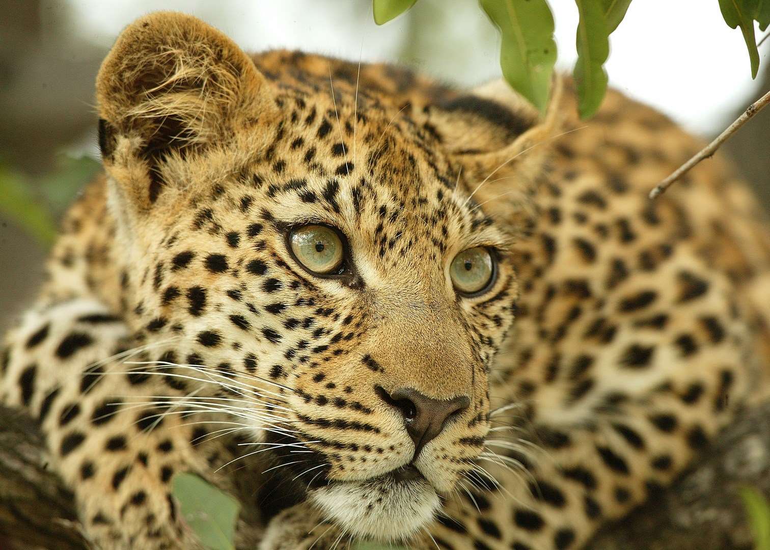 Leopard