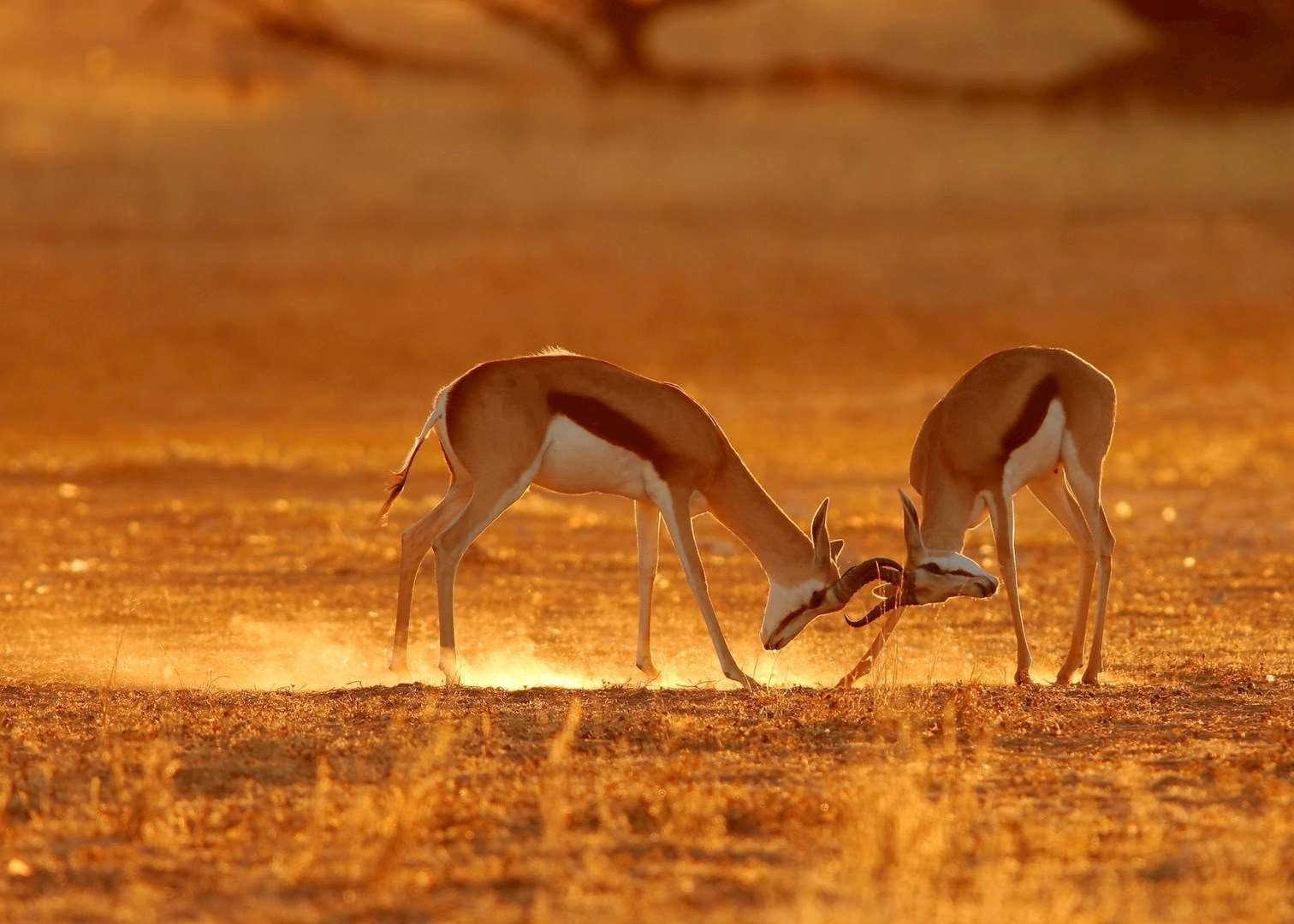 Springbok fighting in the Kalahari