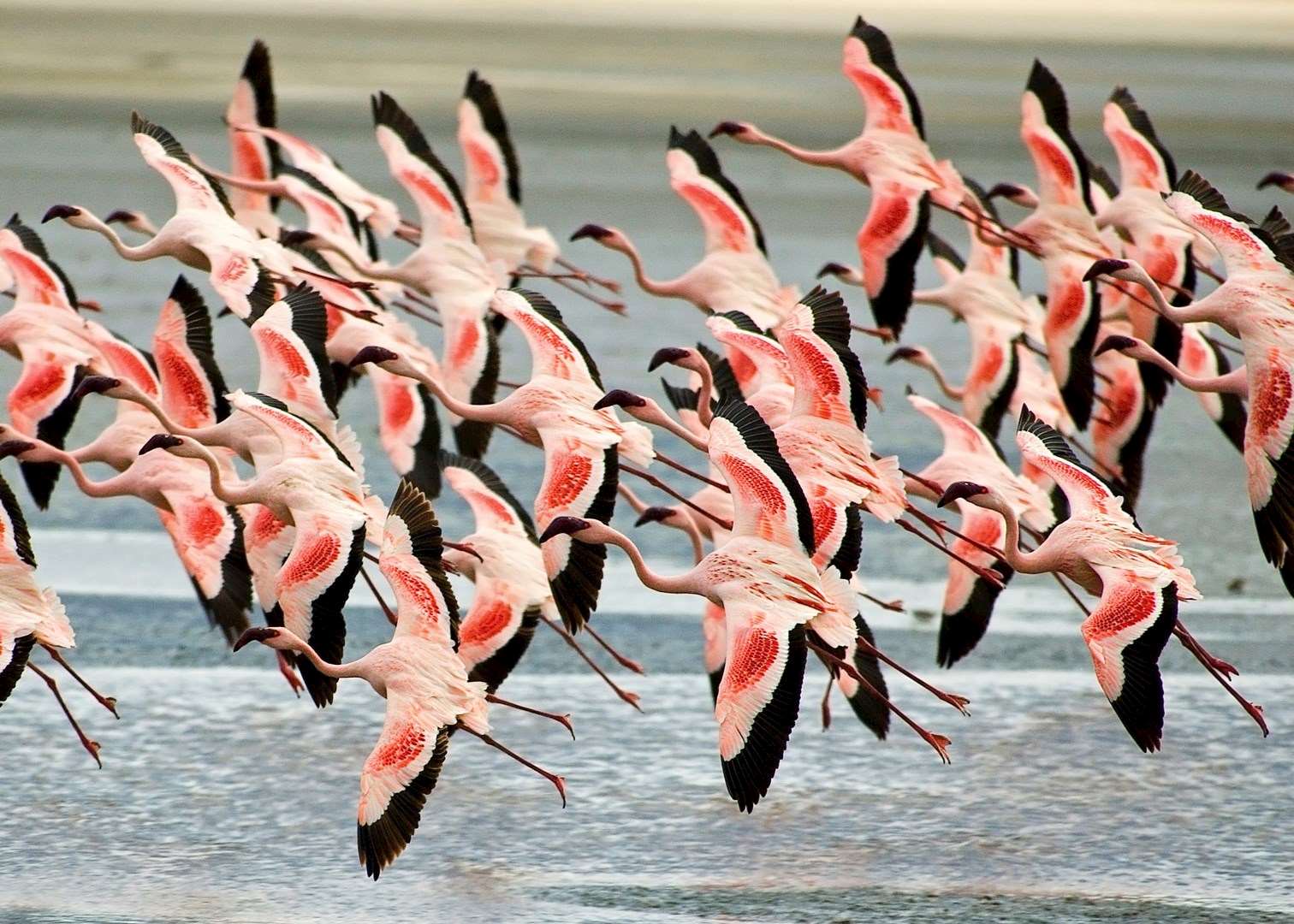 Flamingos in the Ngorongoro Crater