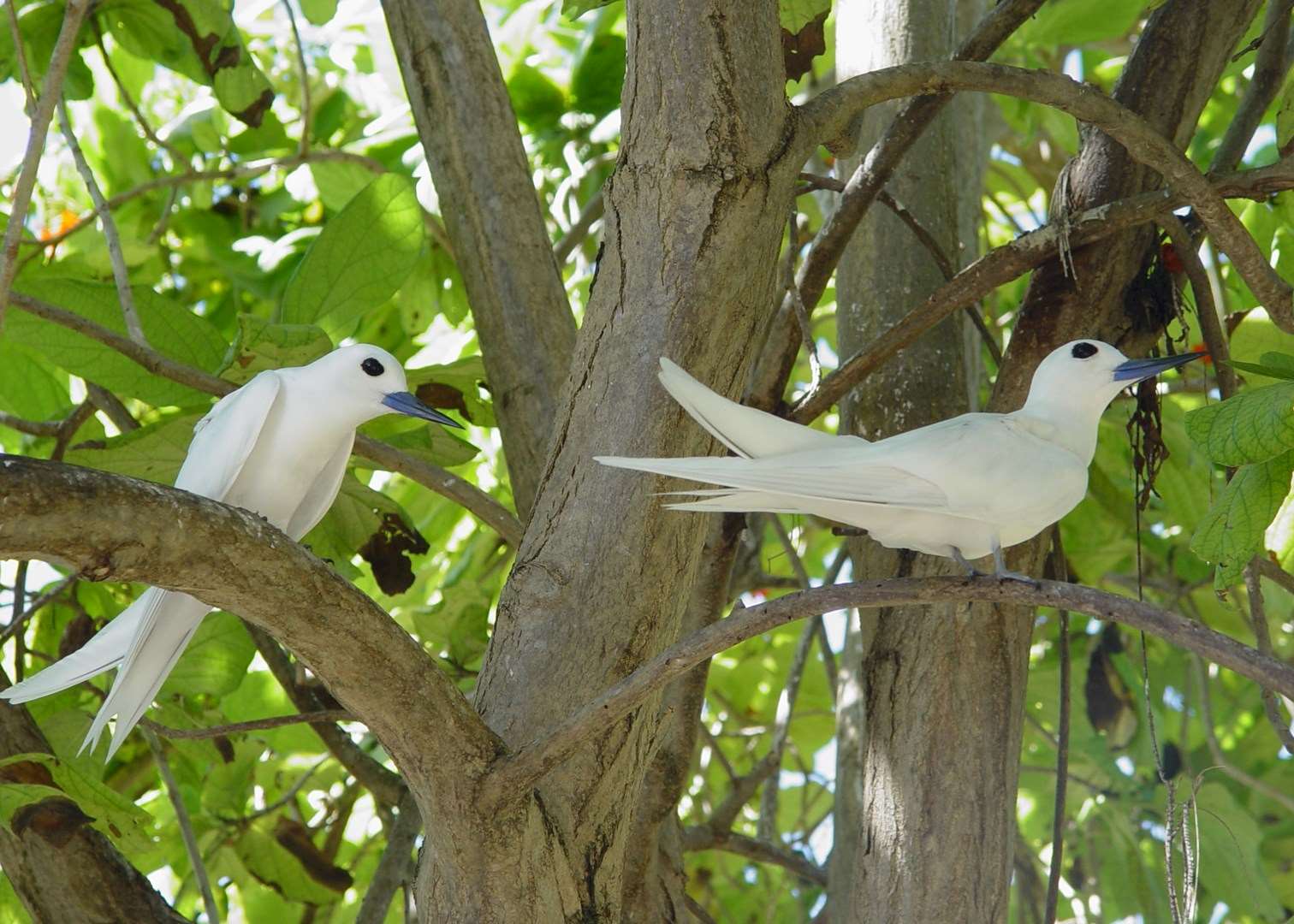 Fairy terns, Bird Island