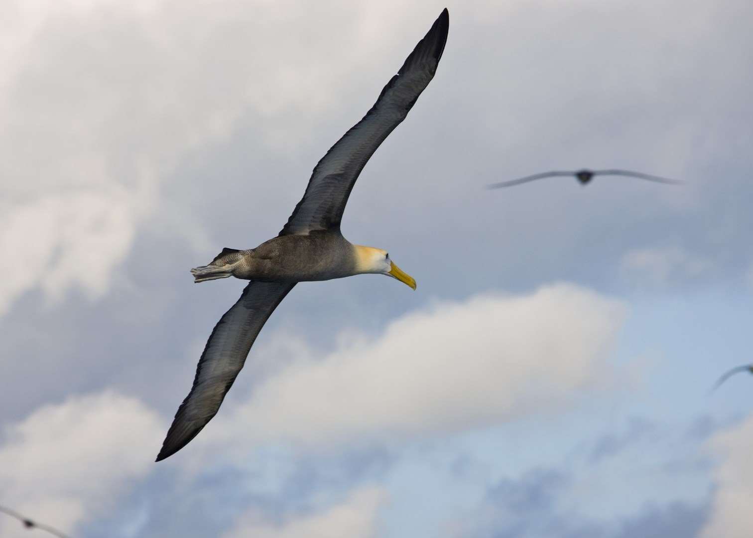 A Wandering Albatross in flight
