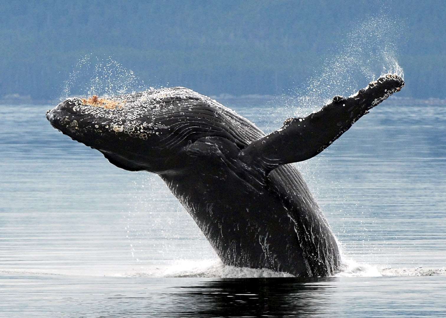 Humpback whale
