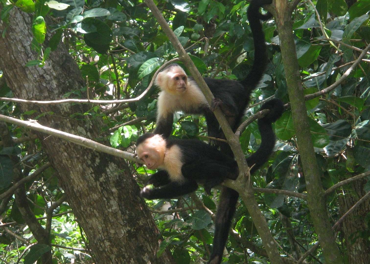 White faced monkeys, Guyana