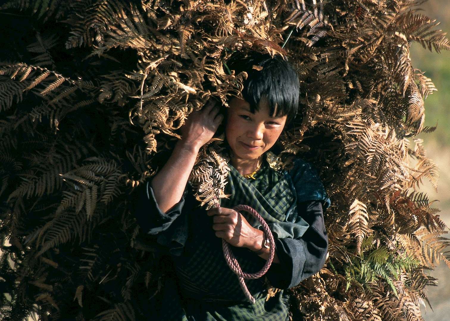 Child carrying bracken, Bumthang valley