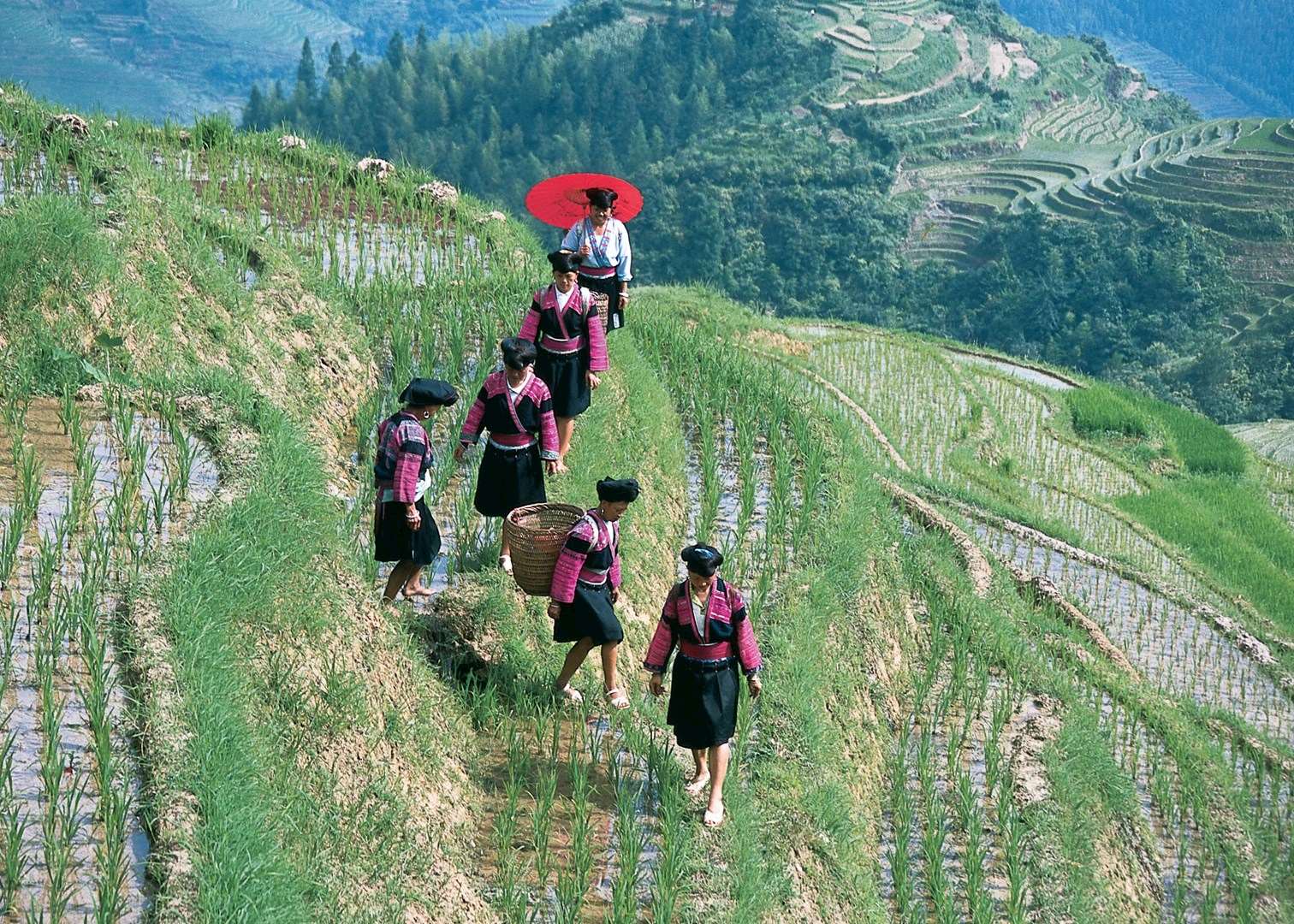 Dragon's Backbone Rice Terraces, Longji