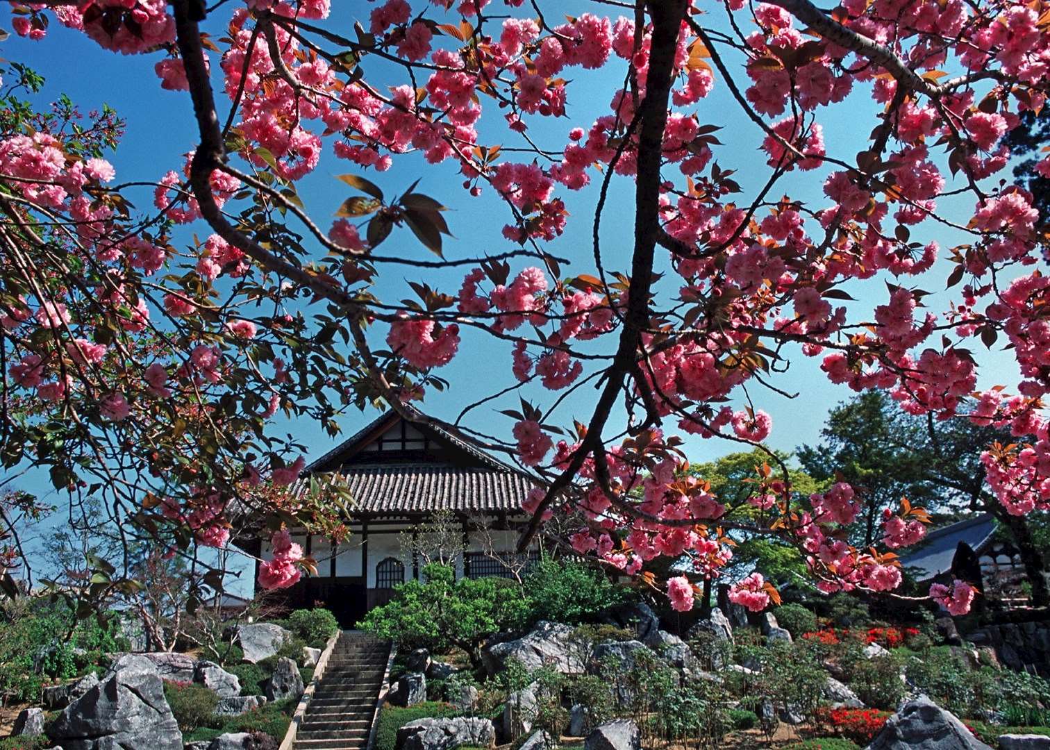 Cherry blossom