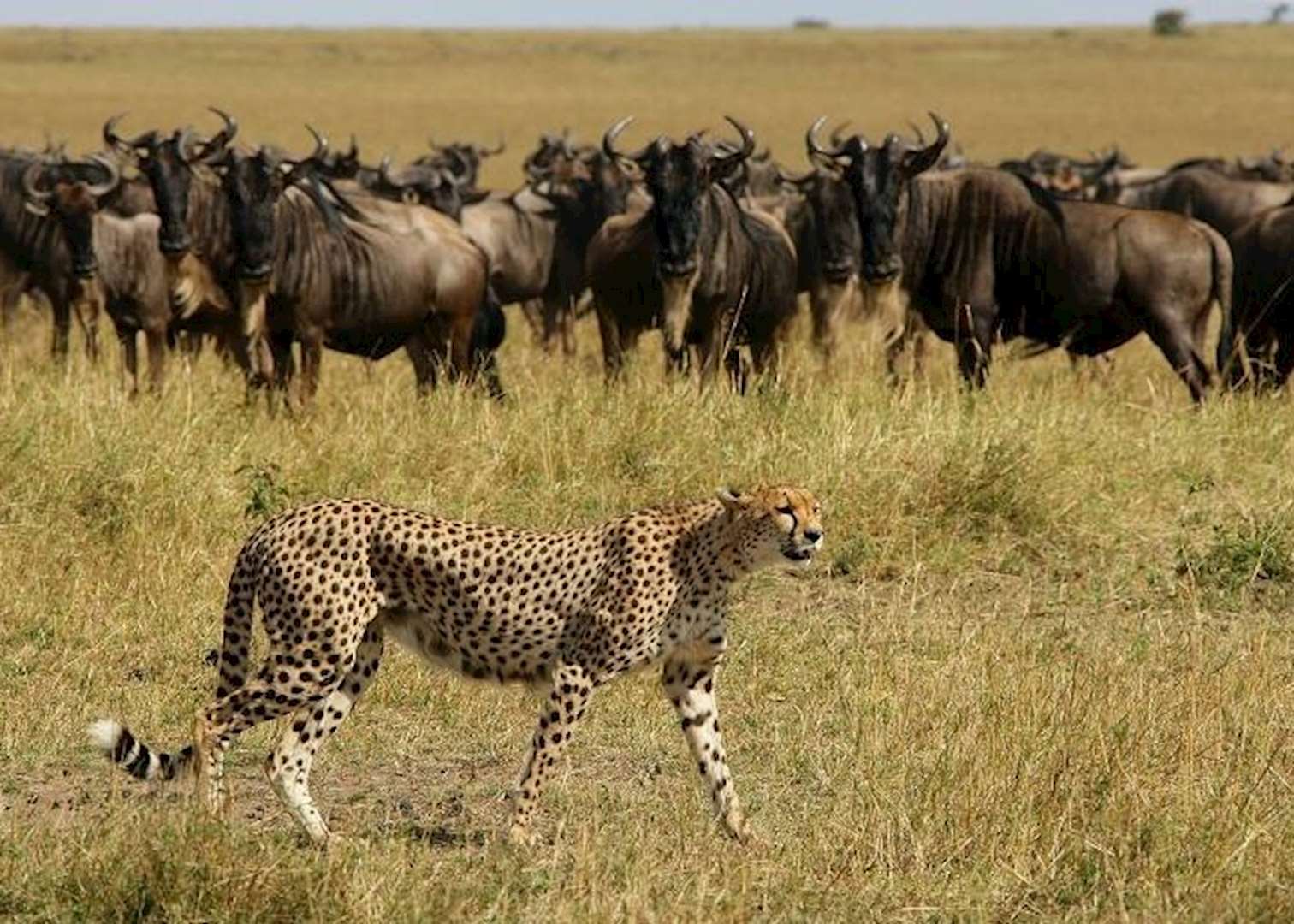 Masai Mara, Kenya