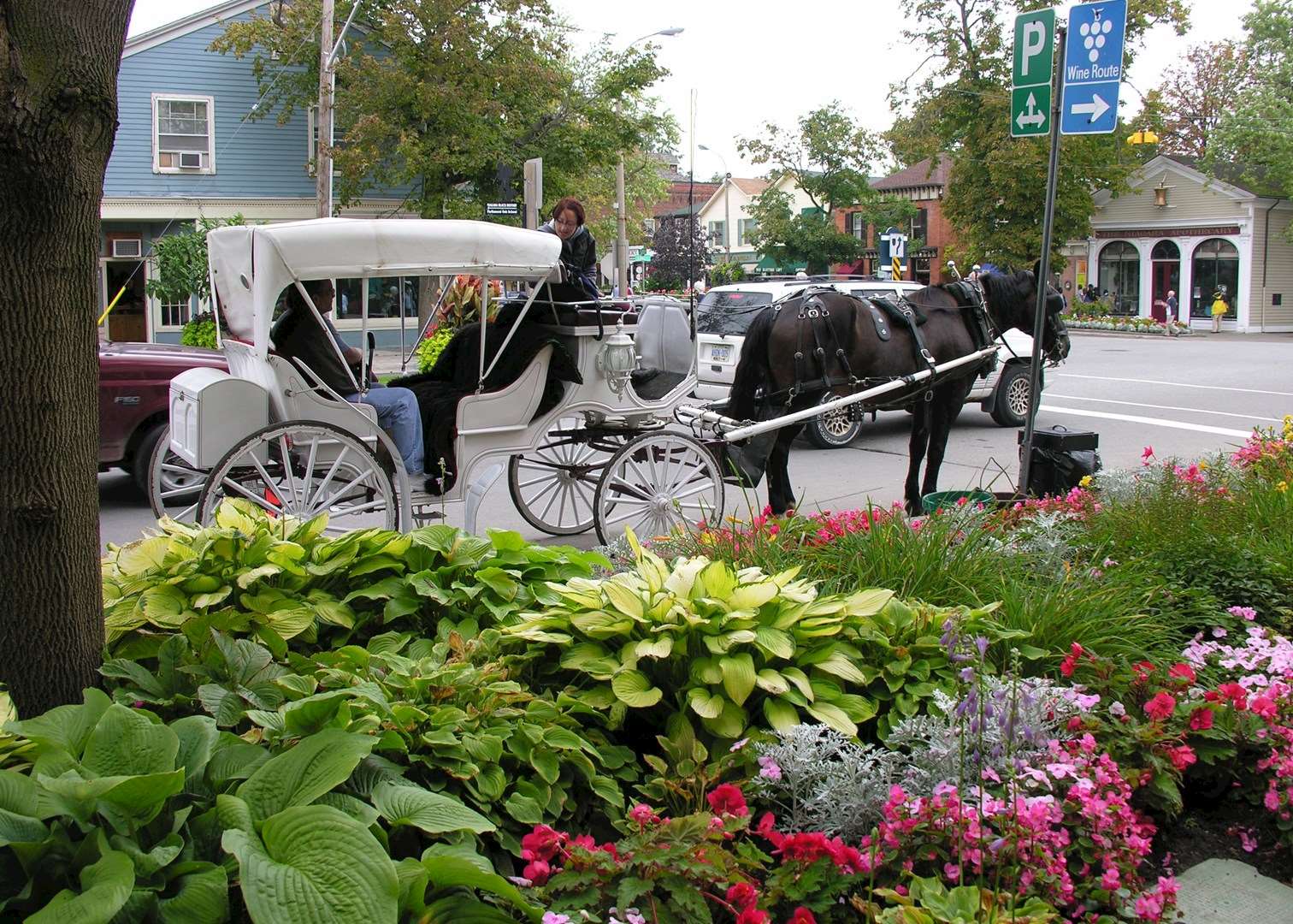 Horse-drawn carriage rides in Niagara on the Lake