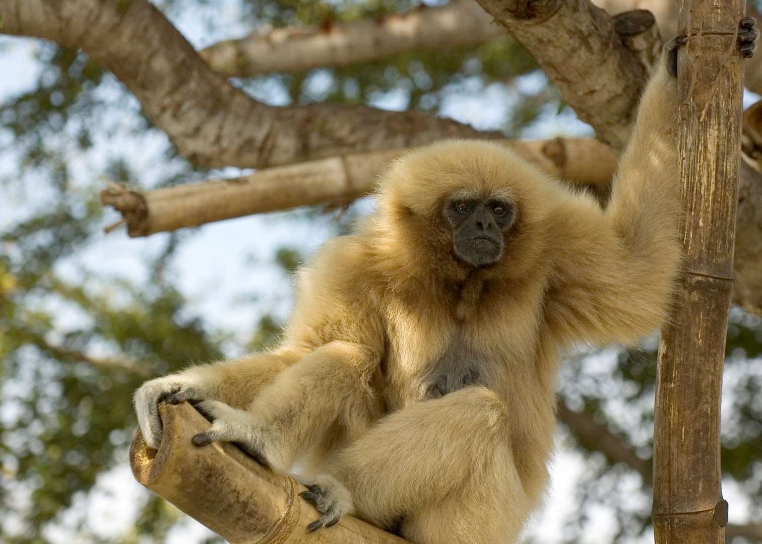 Gibbon, Danum Valley, Malaysian Borneo