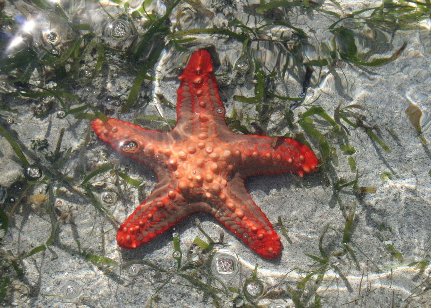 Starfish on Ibo Sandspit
