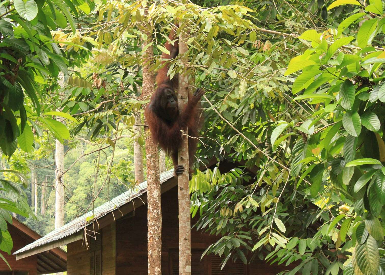 Orangutan at Borneo Rainforest Lodge, Danum Valley, Malaysian Borneo