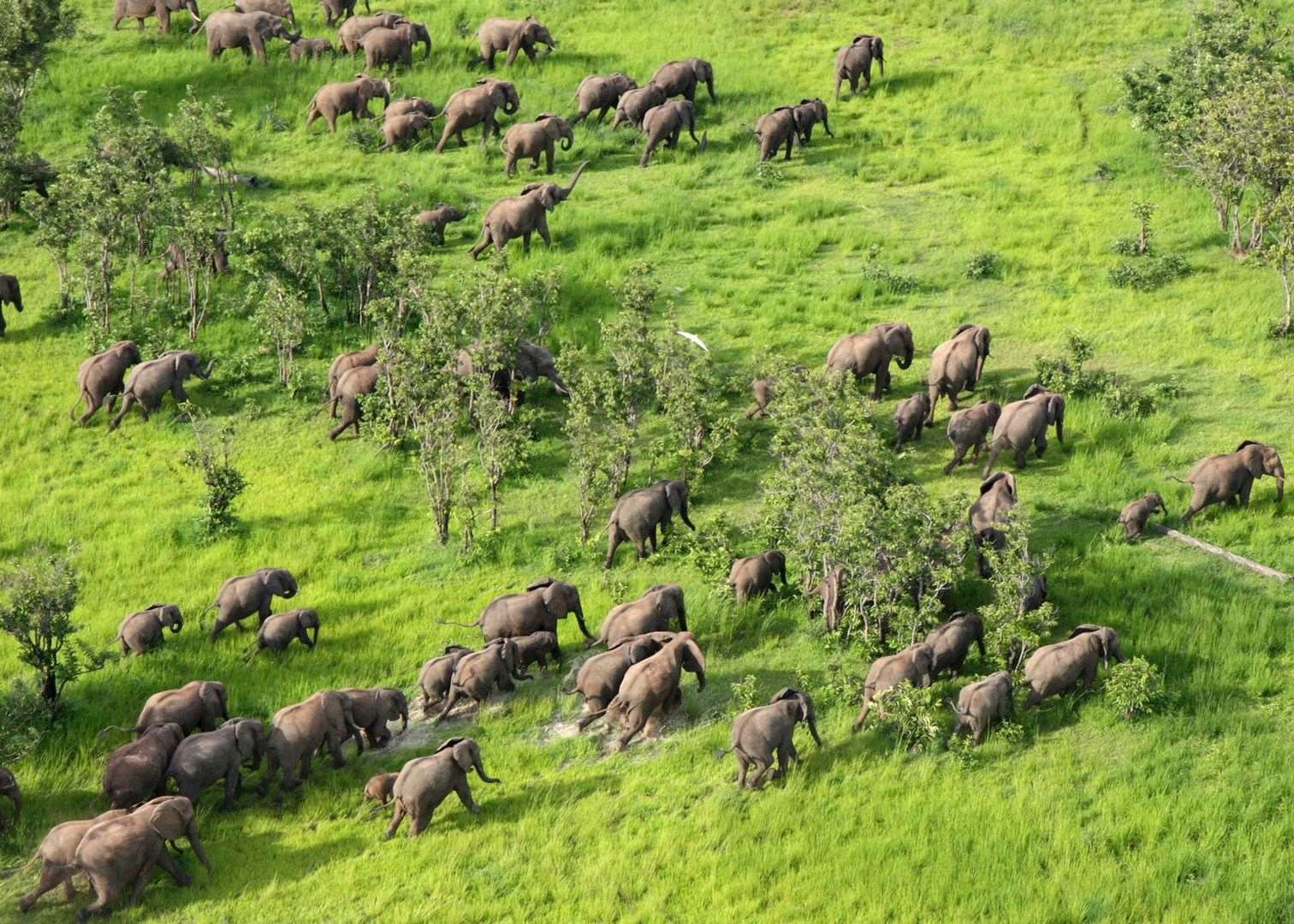 Elephant, South Luangwa National Park