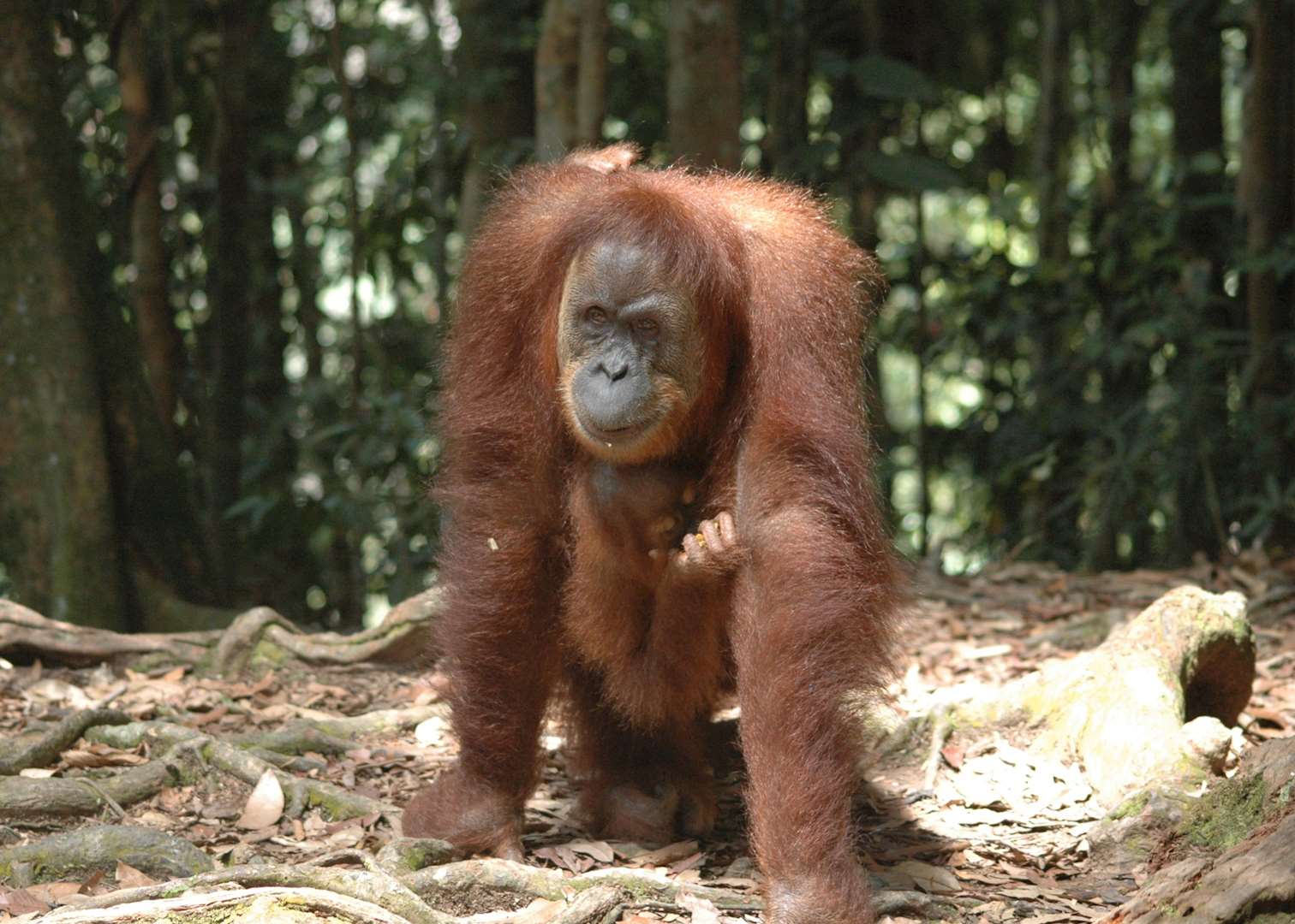 Mother and baby orang-utan, Danum Valley, Malaysian Borneo
