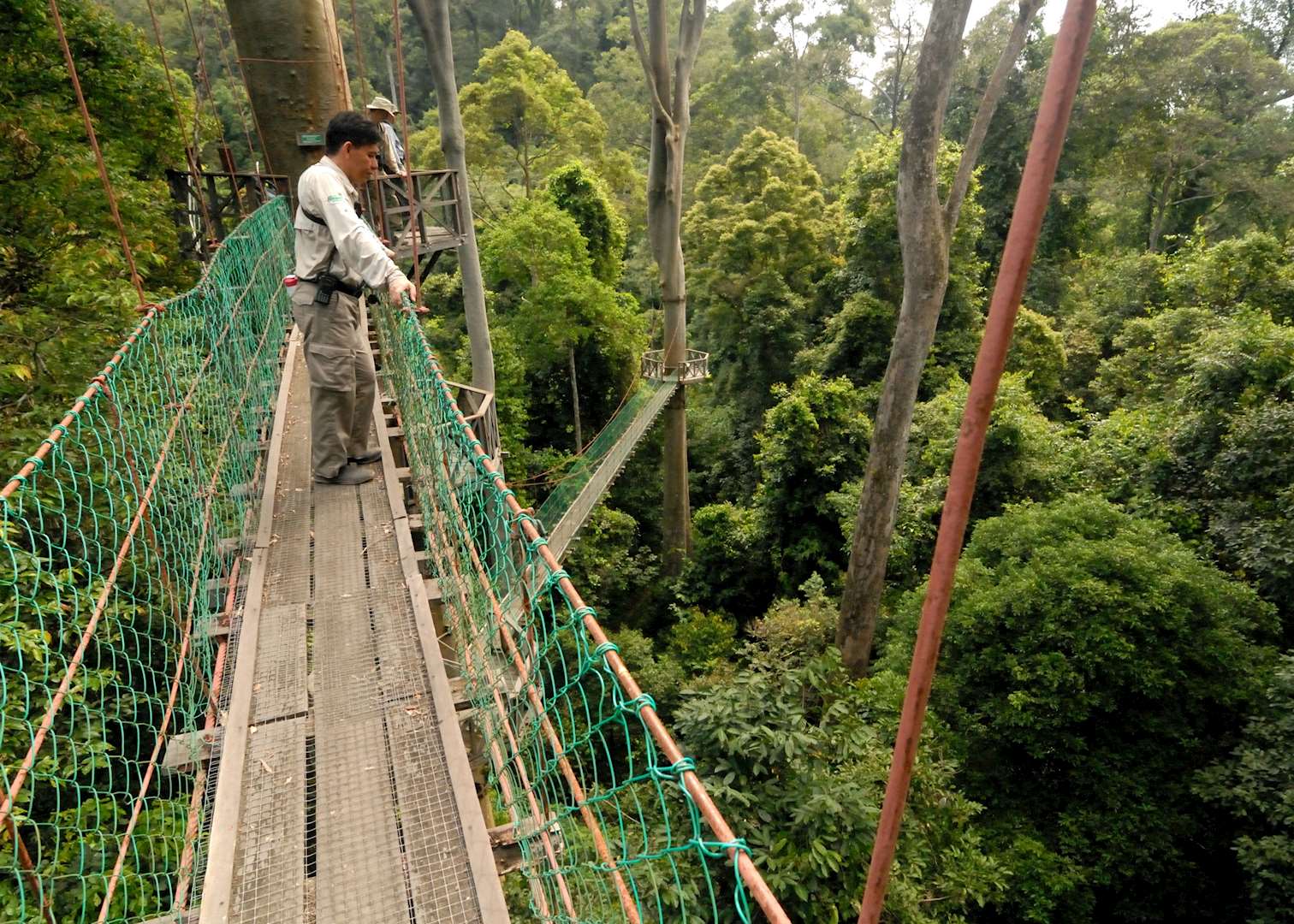Canopy walkway, Danum Valley, Malaysian Borneo